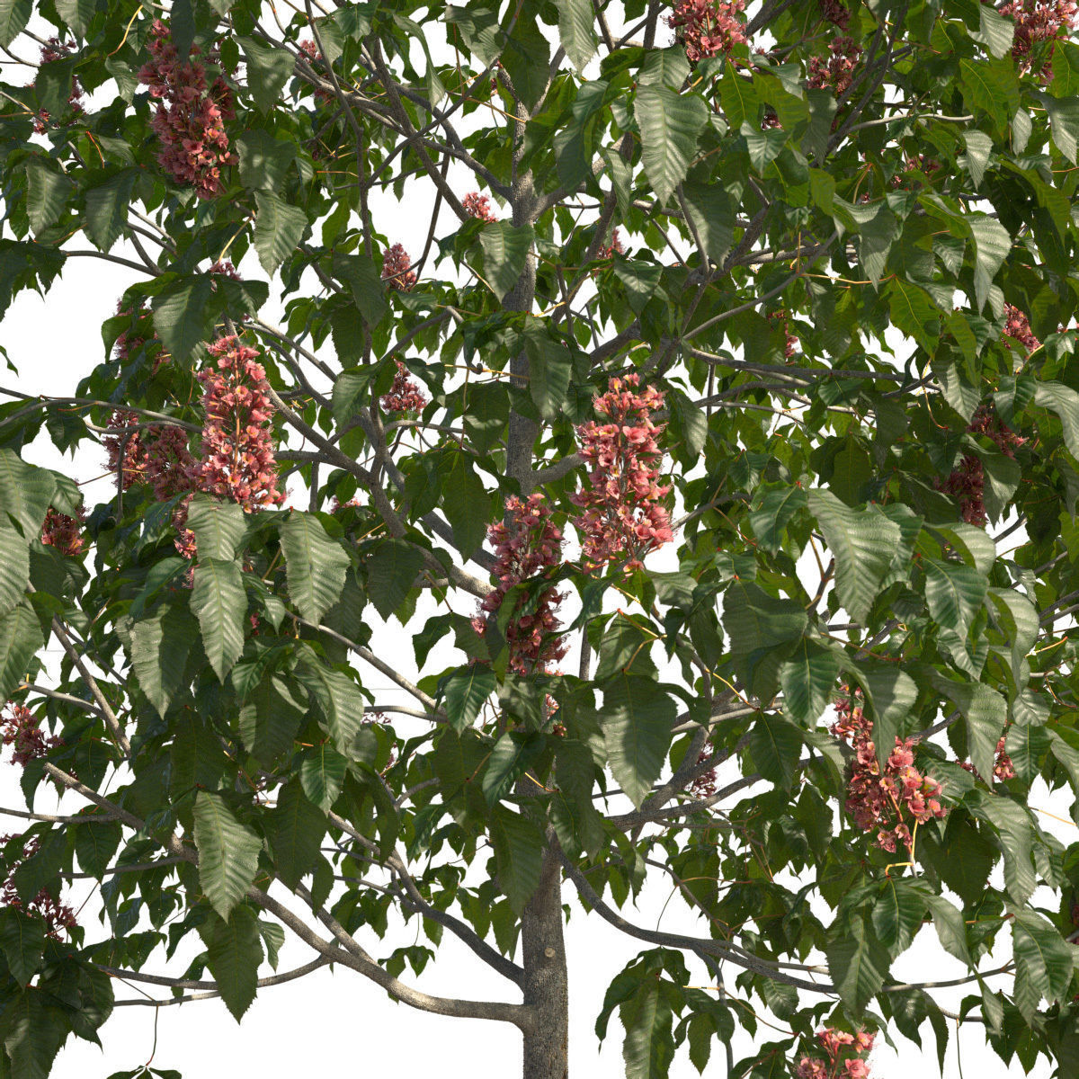Aesculus x carnea 102SP FL 3D model_4