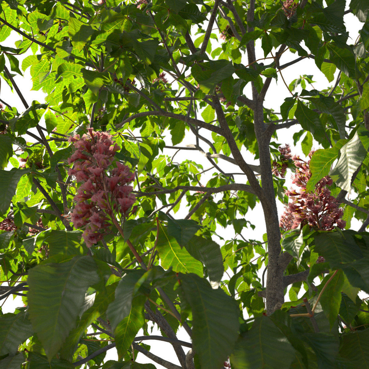 Aesculus x carnea 102SP FL 3D model_5