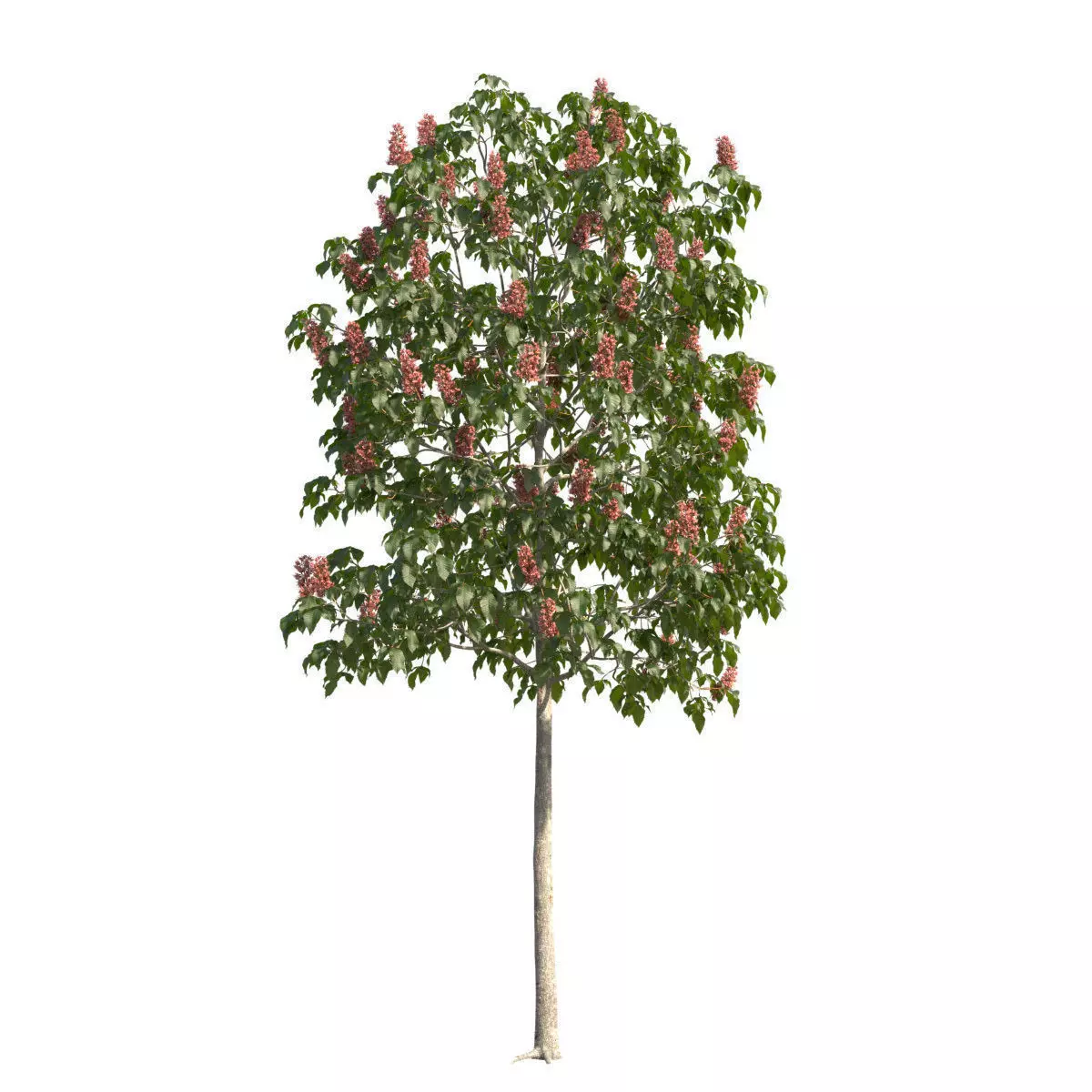 Aesculus x carnea 102SP FL 3D model_0