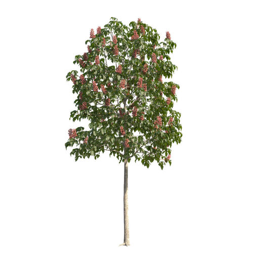 Aesculus x carnea 102SP FL 3D model