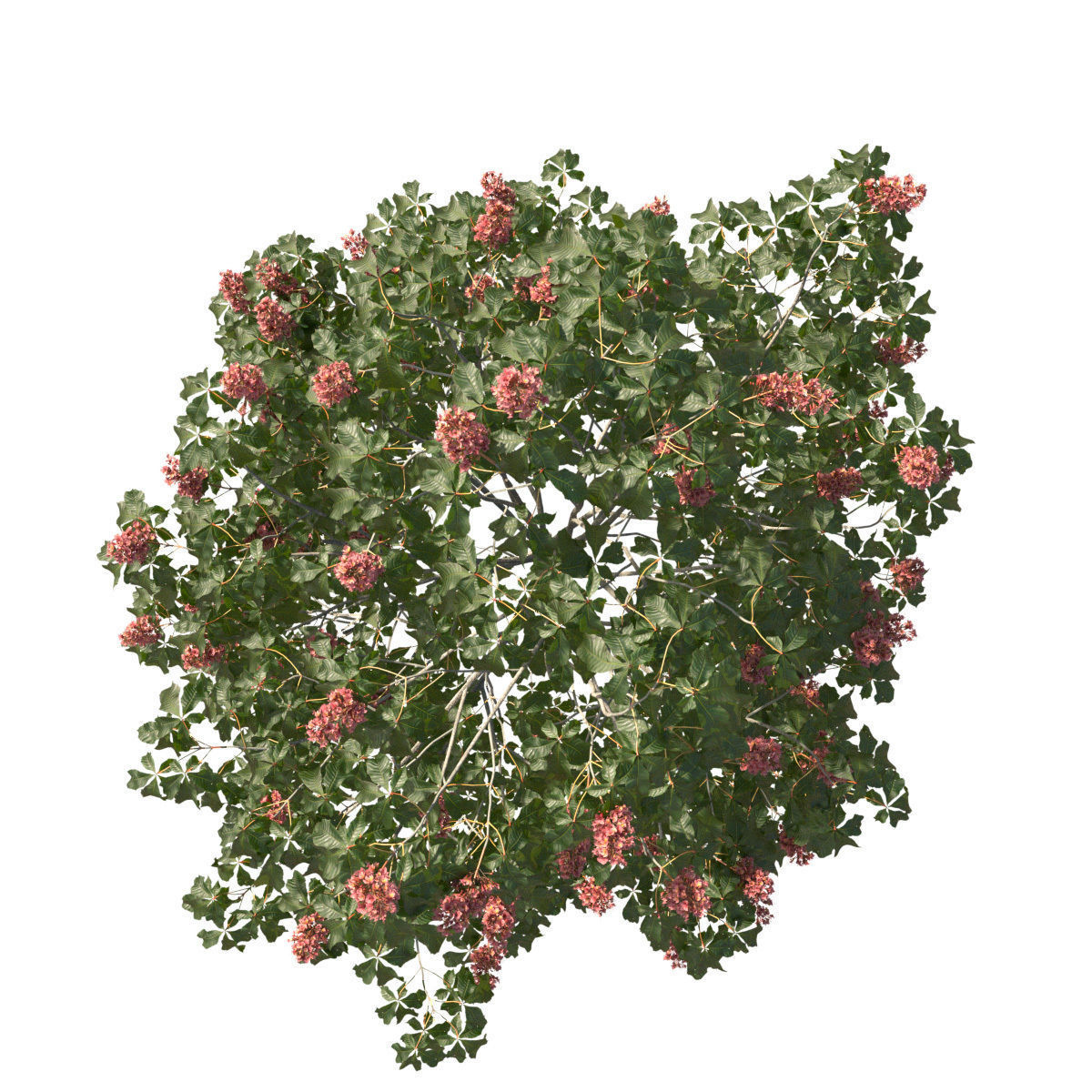 Aesculus x carnea 102SP FL 3D model_3