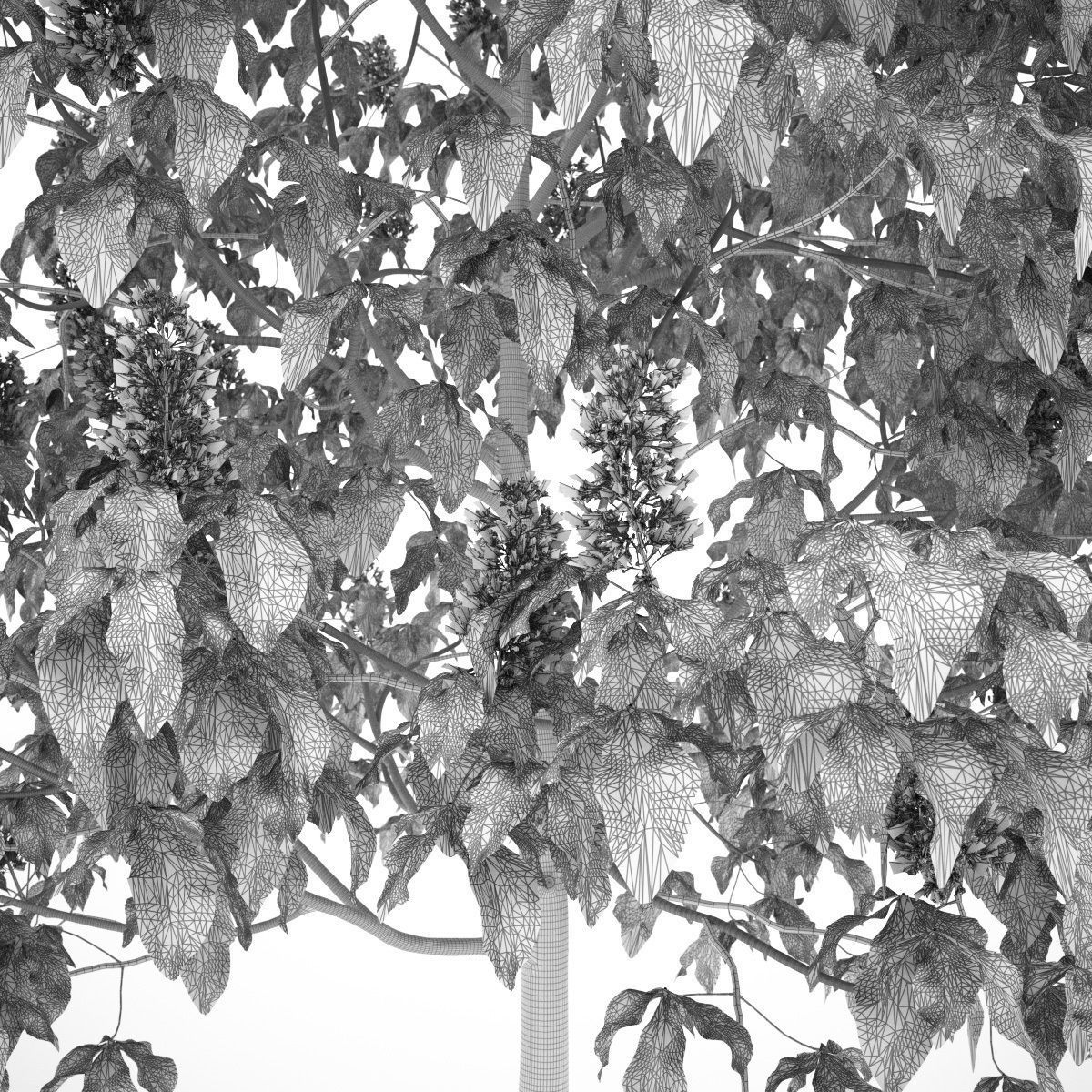 Aesculus x carnea 102SP FL 3D model_6