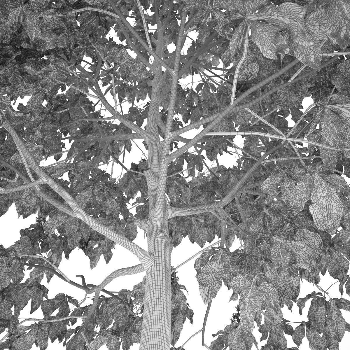 Aesculus x carnea 102SP FL 3D model_8