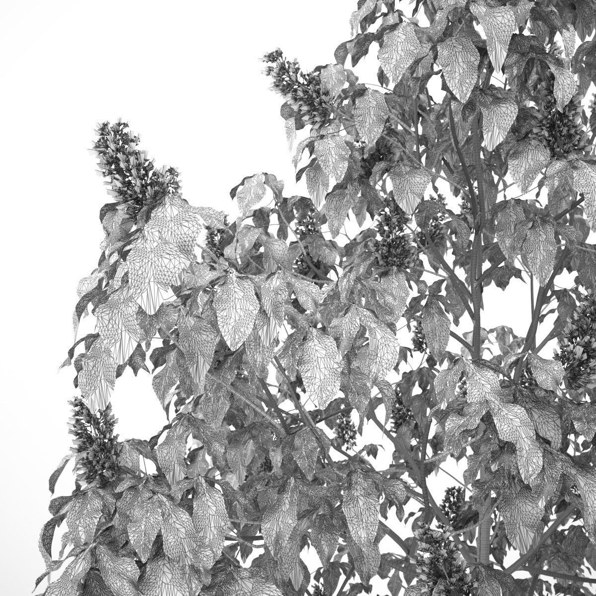 Aesculus x carnea 102SP FL 3D model_7