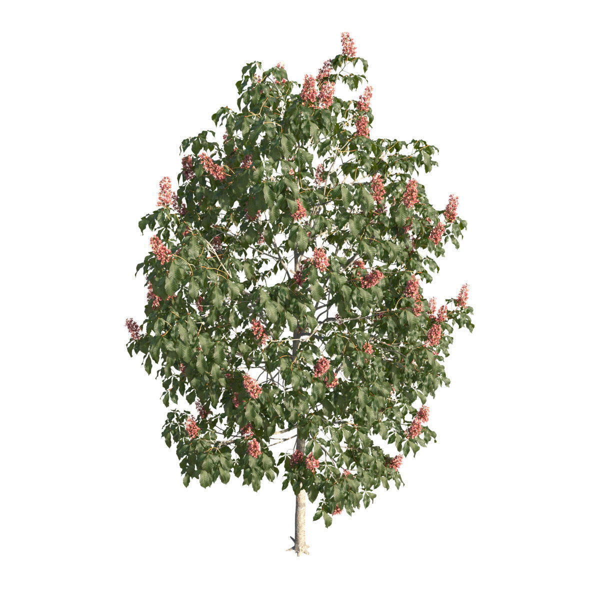 Aesculus x carnea 102SP FL 3D model_2