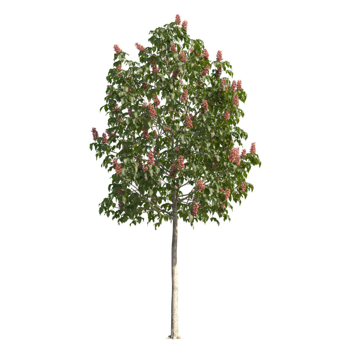 Aesculus x carnea 102SP FL 3D model_1