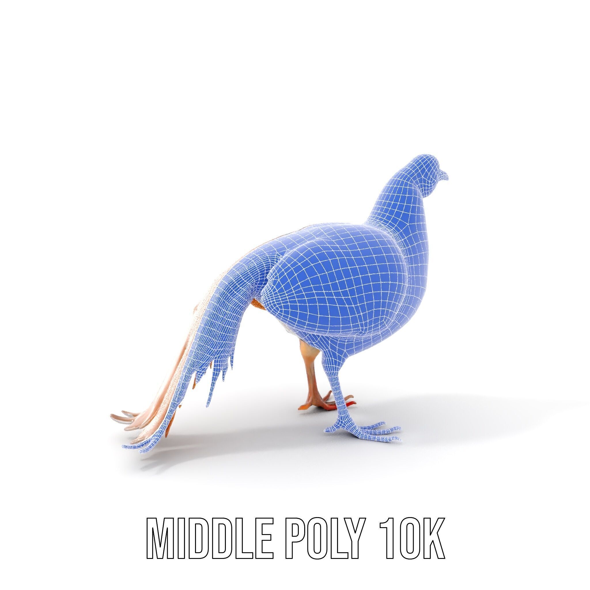 Colorful Pheasant D Model Pack Low-poly 3D model_23