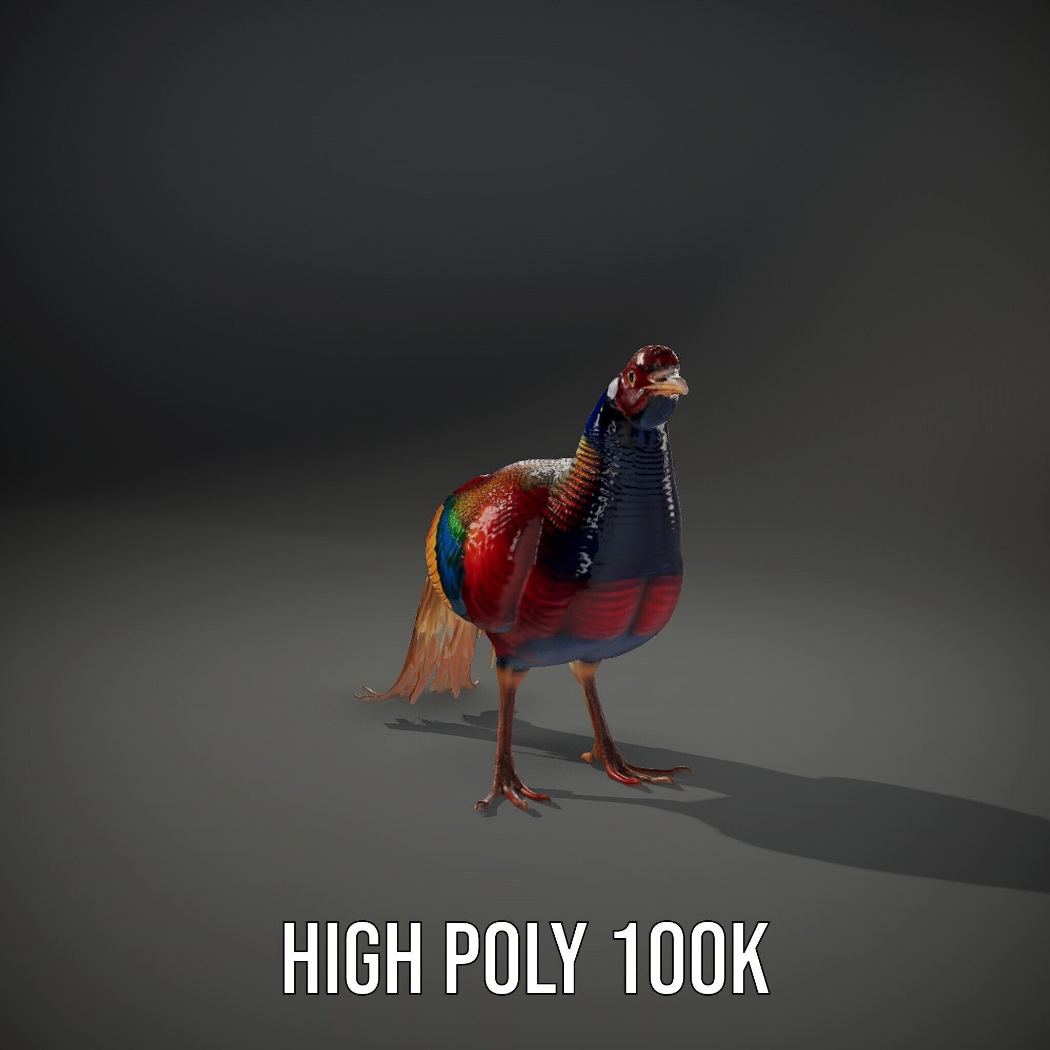 Colorful Pheasant D Model Pack Low-poly 3D model_12