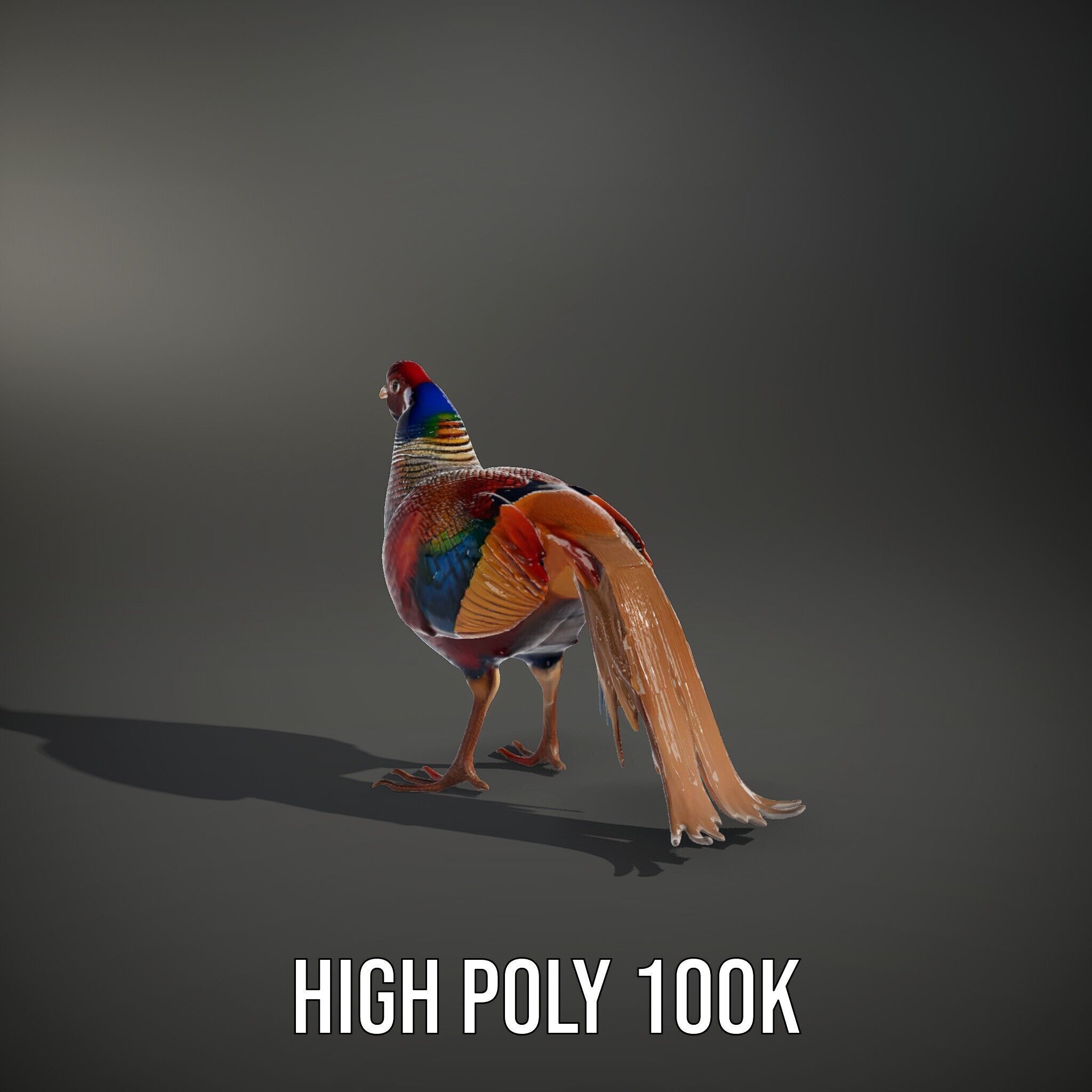 Colorful Pheasant D Model Pack Low-poly 3D model_15