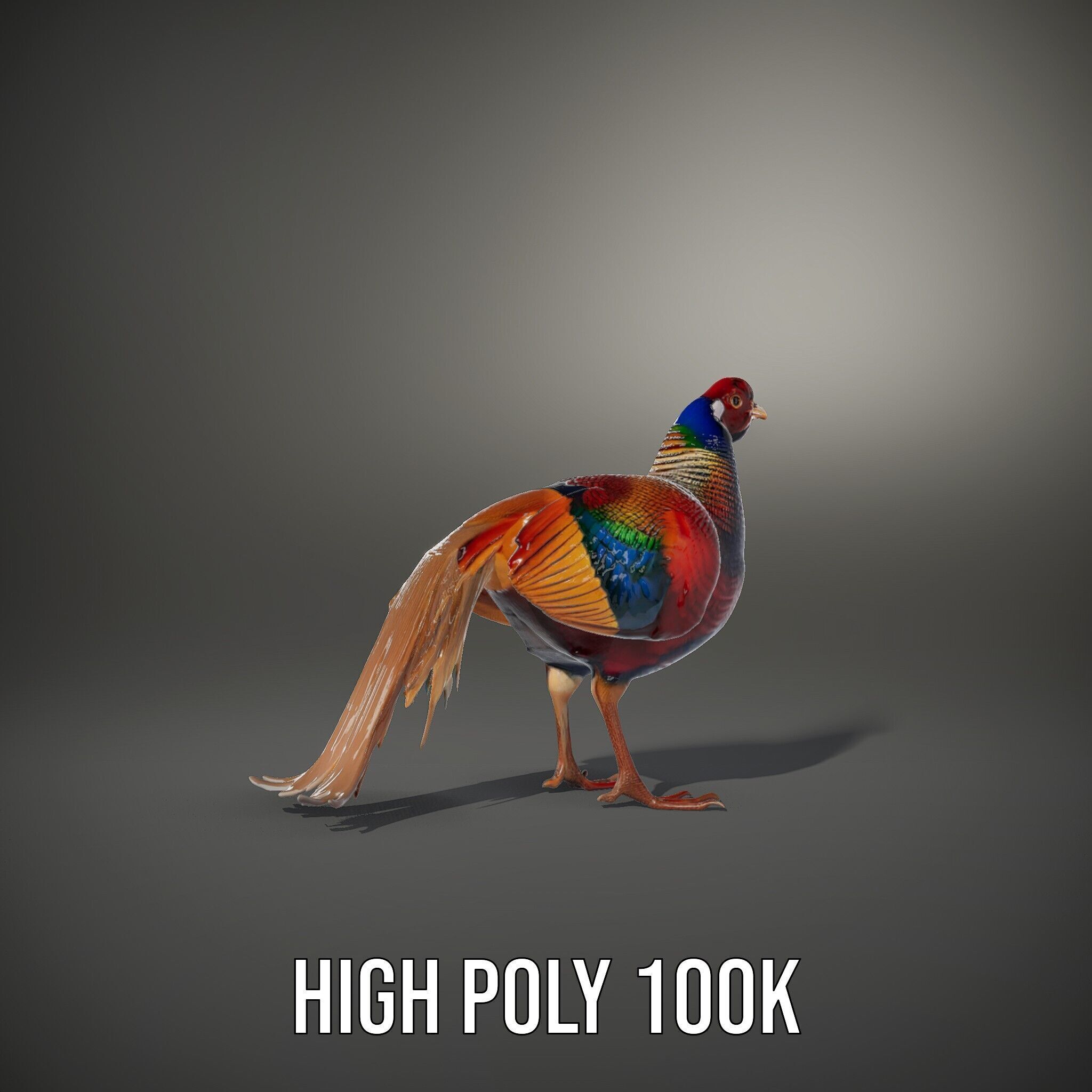 Colorful Pheasant D Model Pack Low-poly 3D model_9