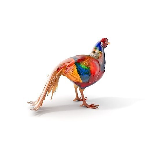 Colorful Pheasant D Model Pack Low-poly 3D model