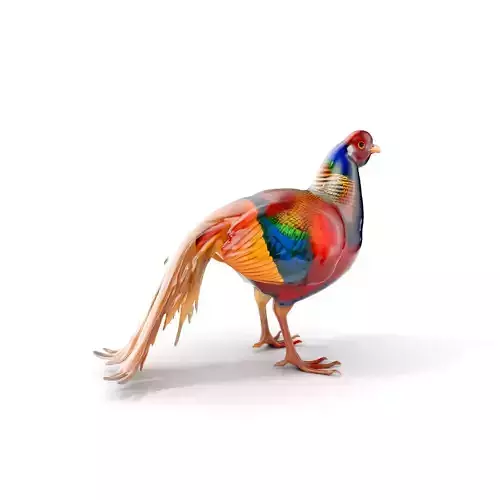 Colorful Pheasant D Model Pack Low-poly 3D model