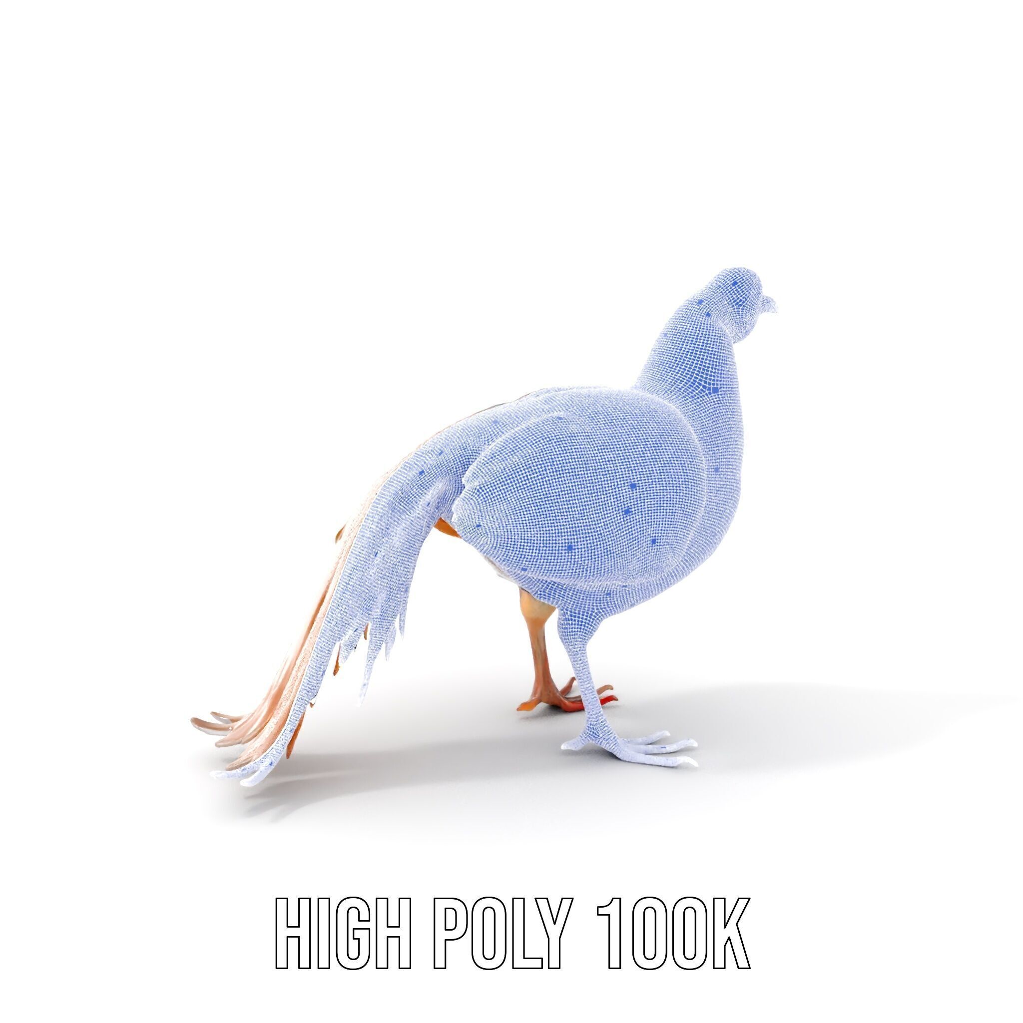 Colorful Pheasant D Model Pack Low-poly 3D model_5