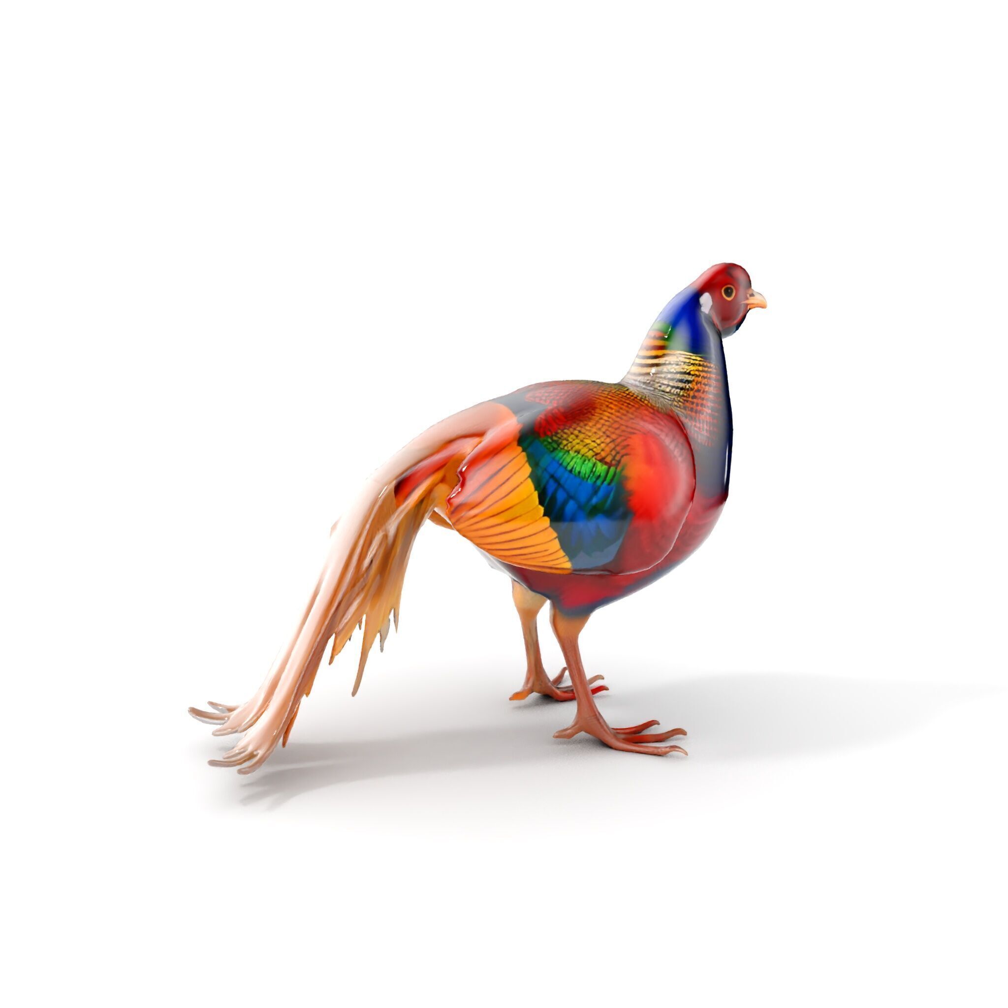 Colorful Pheasant D Model Pack Low-poly 3D model_10
