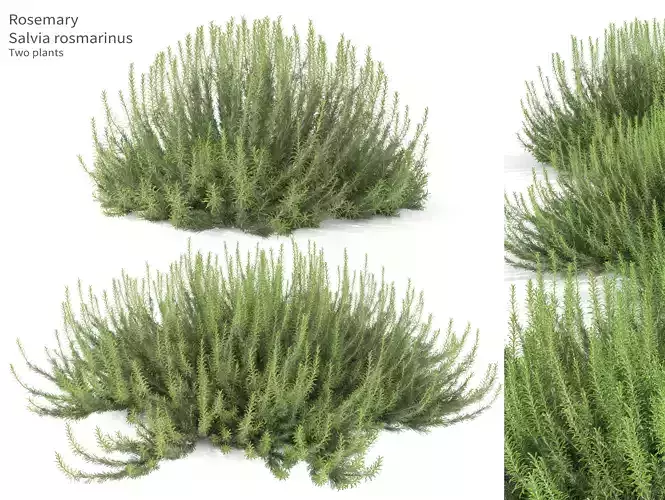 Rosemary bush 3D model