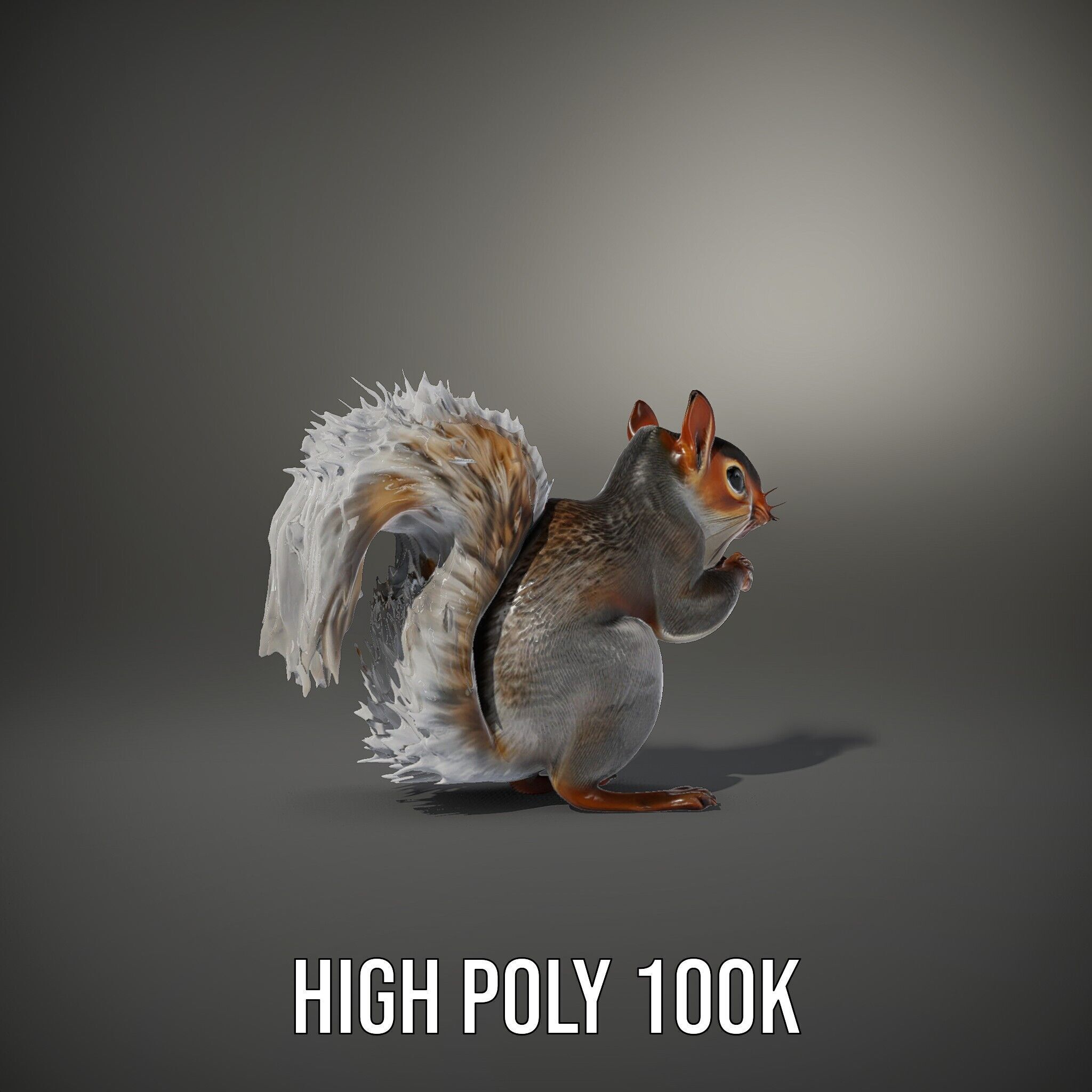 Squirrel Model Pack  Detailed D Animal Model Collection Low-poly 3D model_14