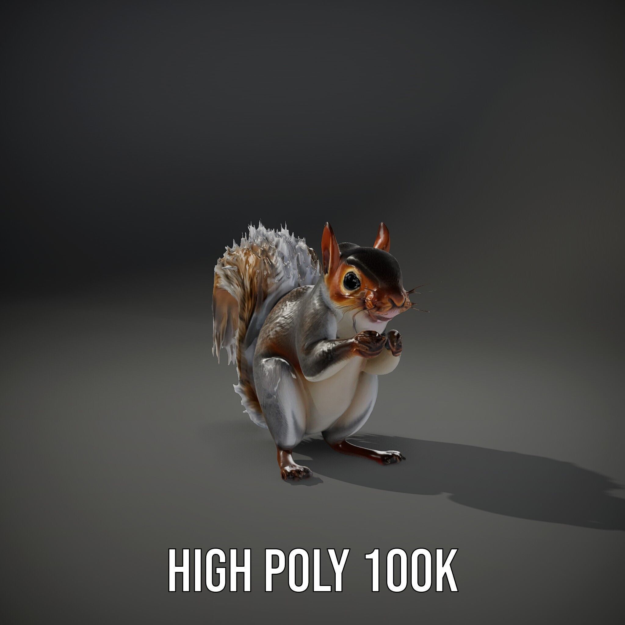 Squirrel Model Pack  Detailed D Animal Model Collection Low-poly 3D model_8