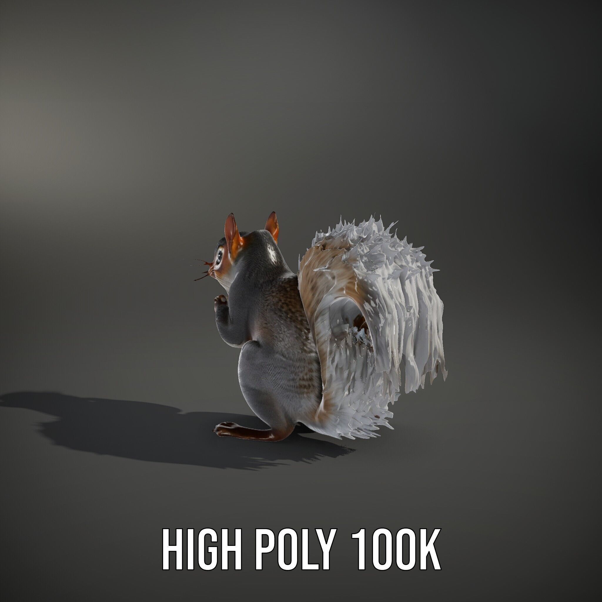 Squirrel Model Pack  Detailed D Animal Model Collection Low-poly 3D model_11