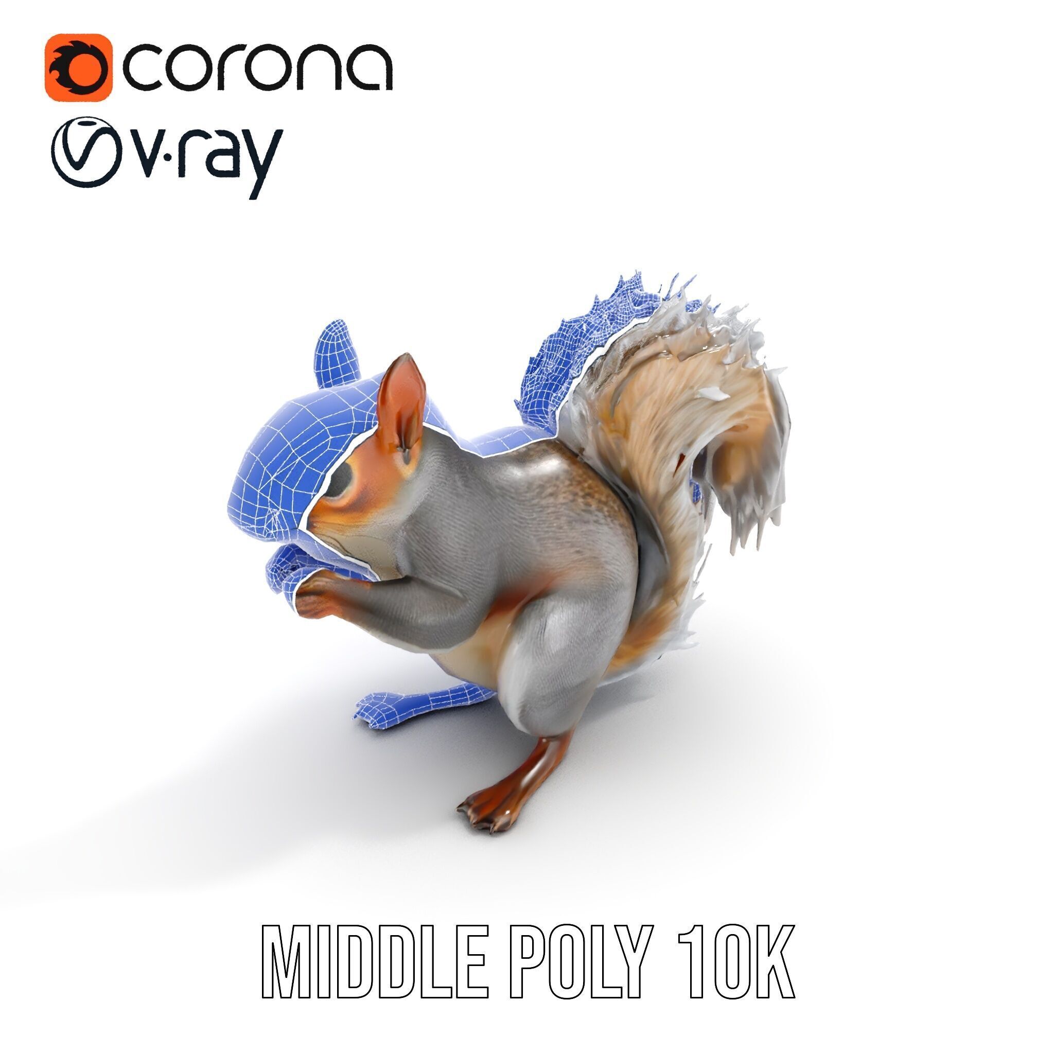 Squirrel Model Pack  Detailed D Animal Model Collection Low-poly 3D model_19