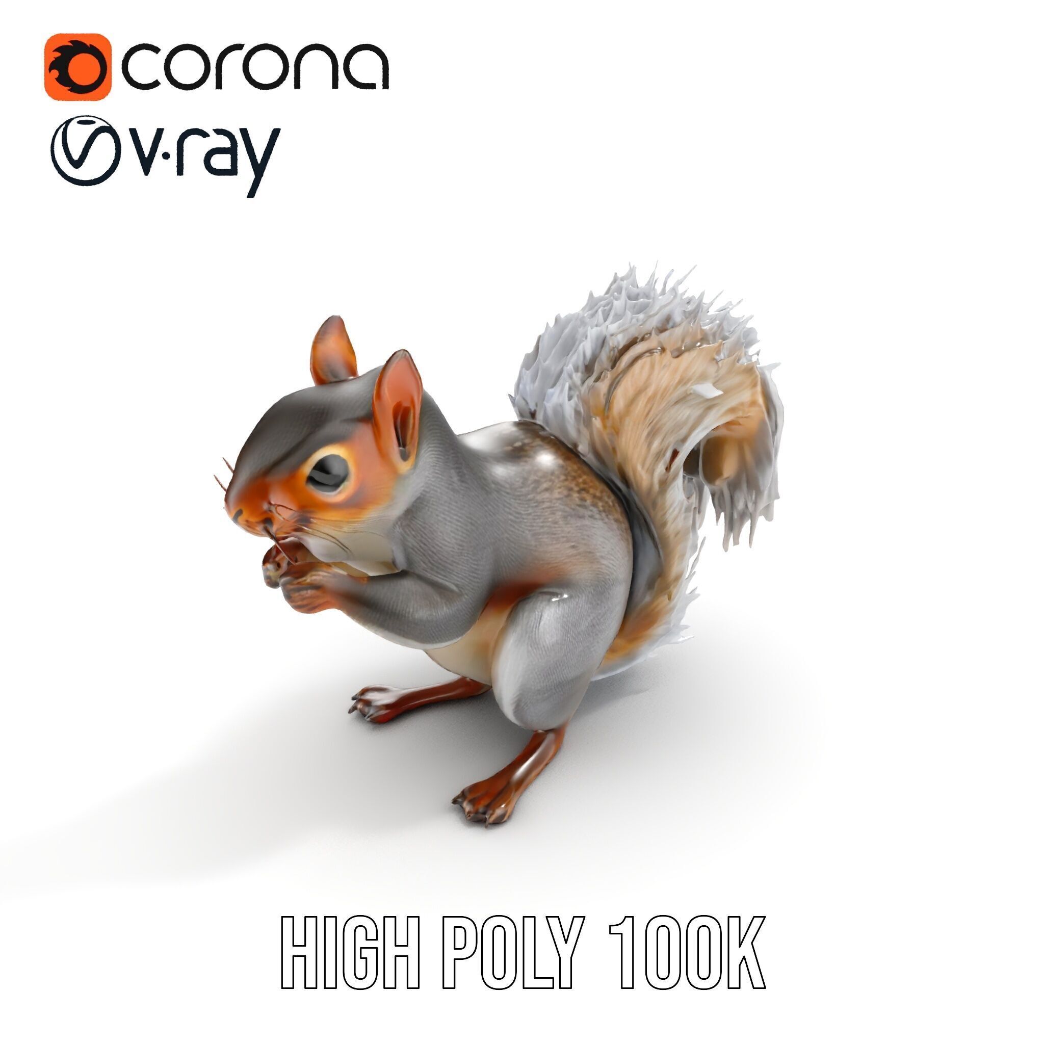 Squirrel Model Pack  Detailed D Animal Model Collection Low-poly 3D model_27
