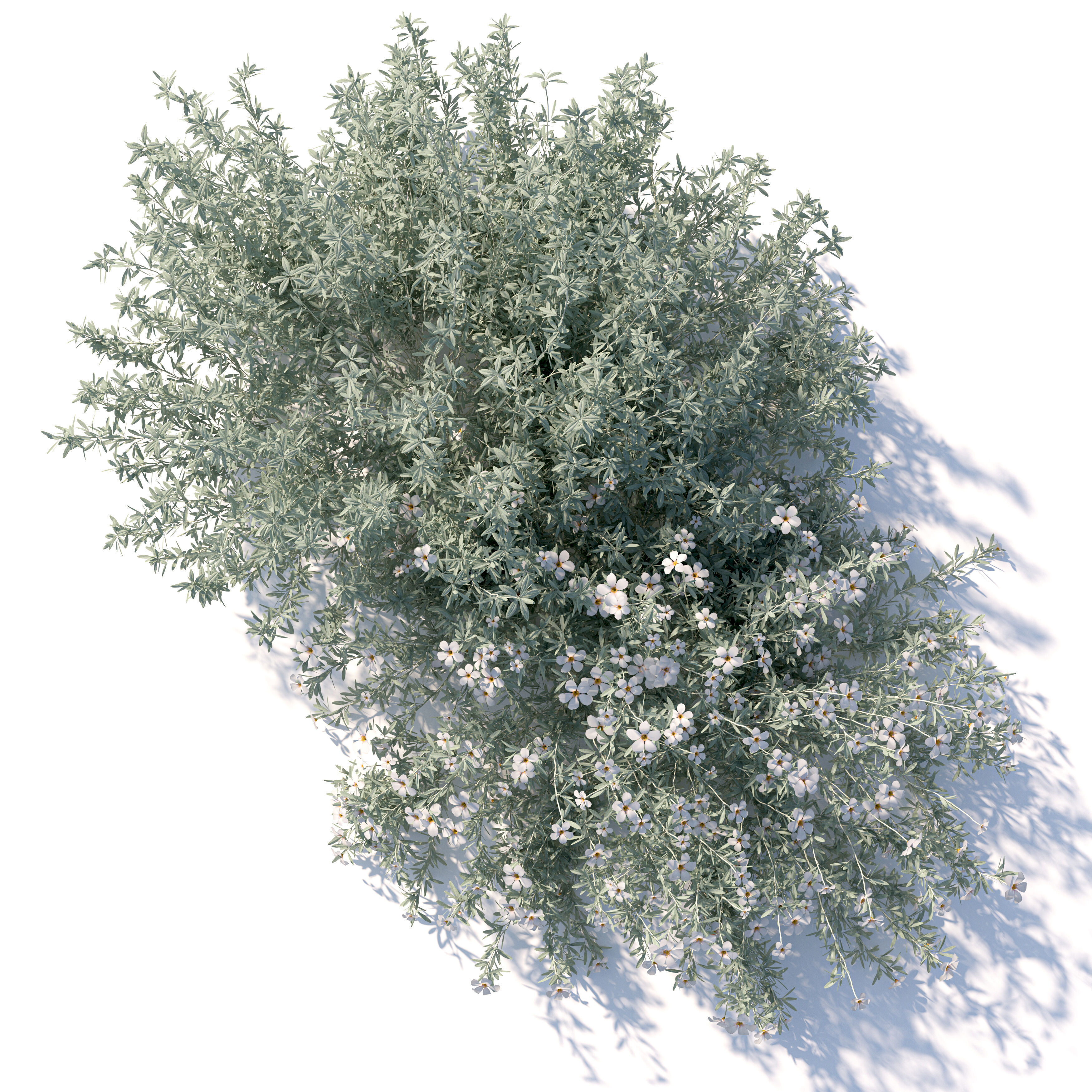 cerastium tomentosum 3D model_4