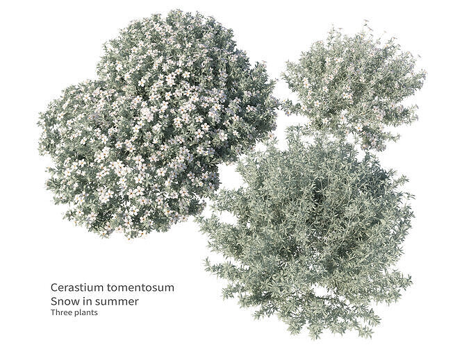 cerastium tomentosum 3D model