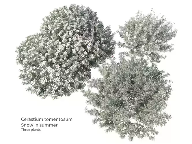 cerastium tomentosum 3D model