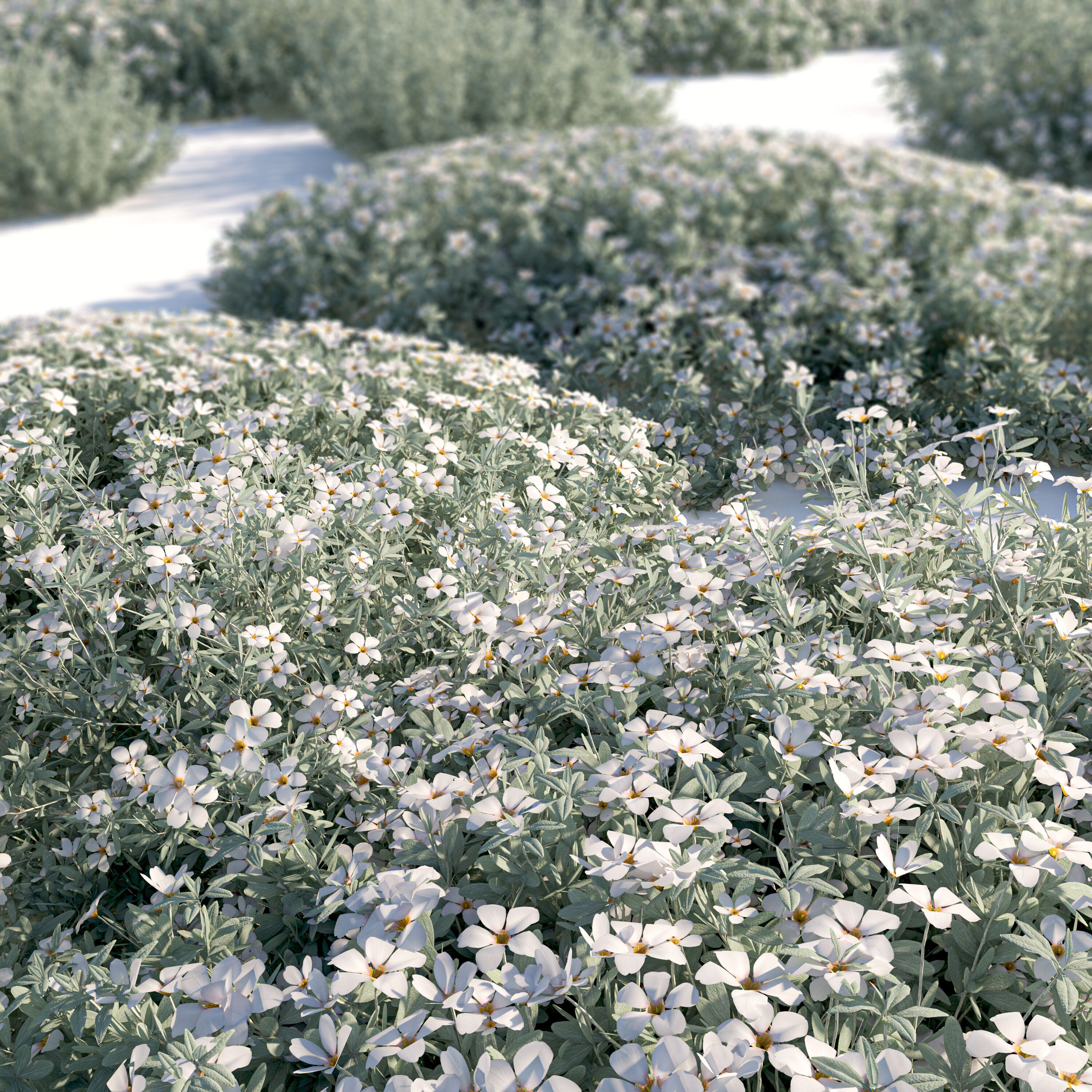 cerastium tomentosum 3D model_5