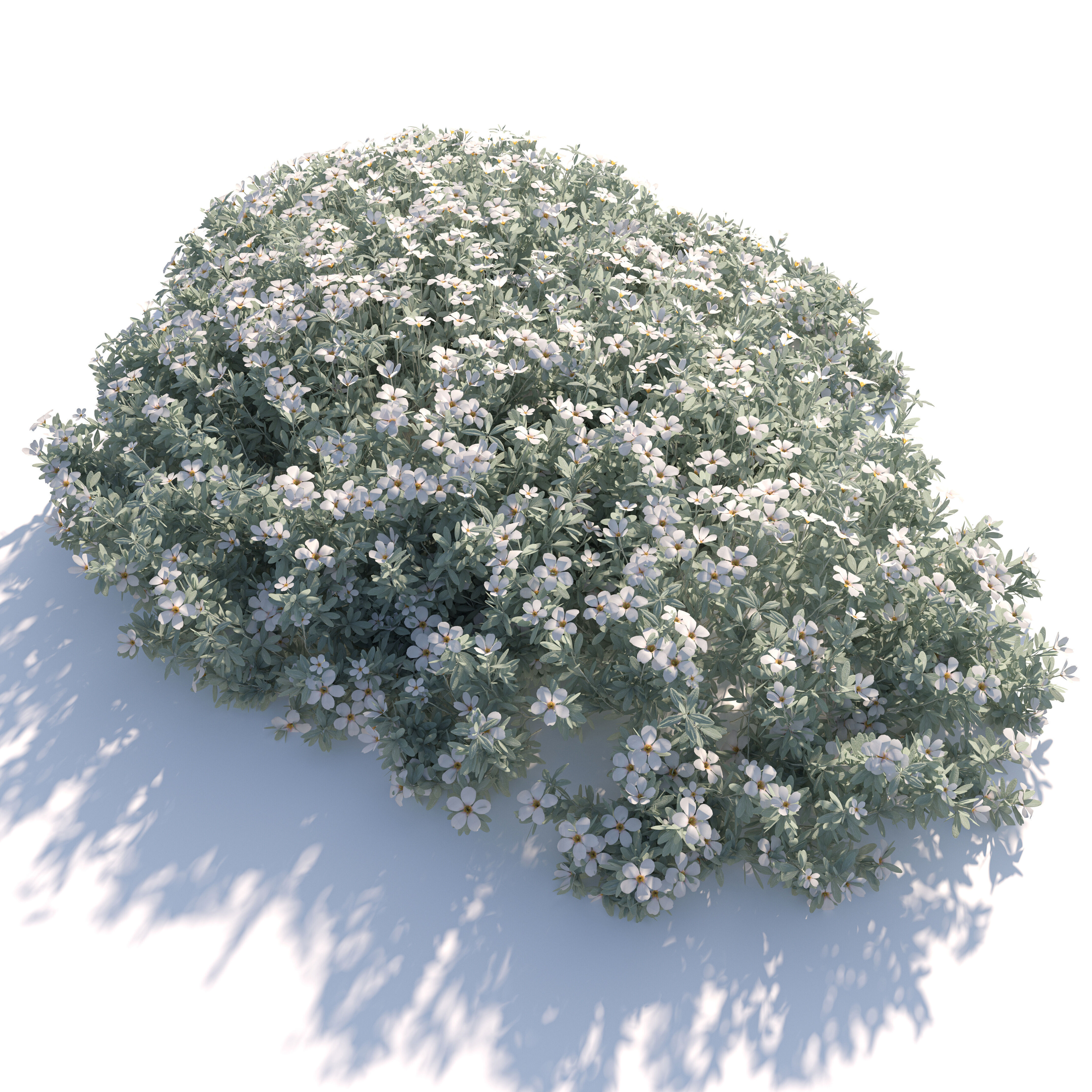 cerastium tomentosum 3D model_3