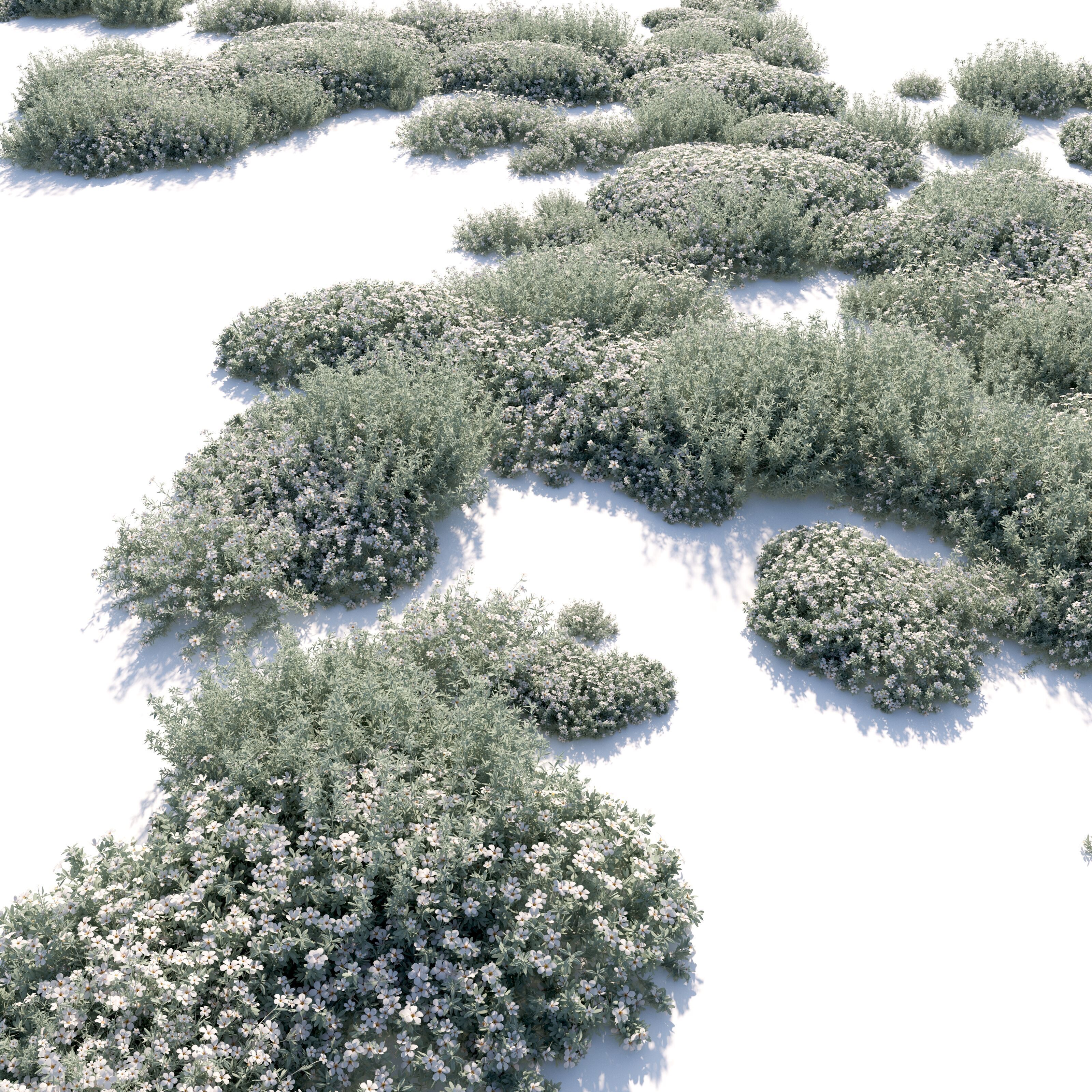 cerastium tomentosum 3D model_1