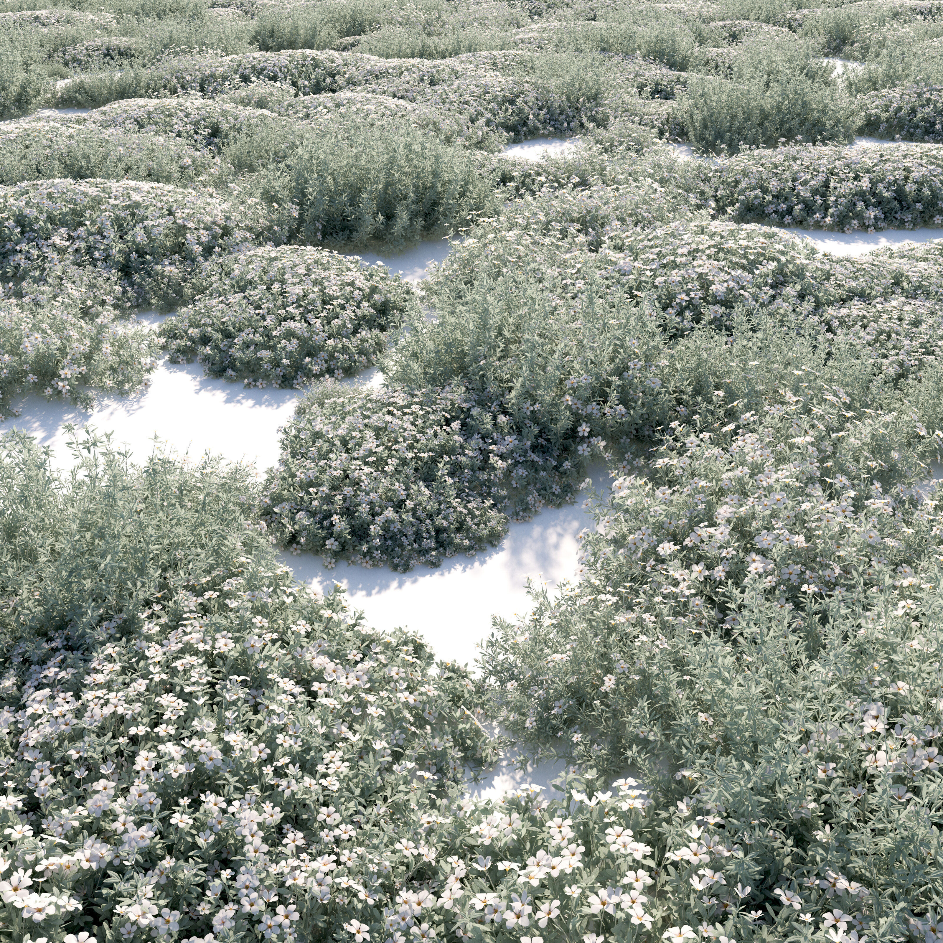 cerastium tomentosum 3D model_2