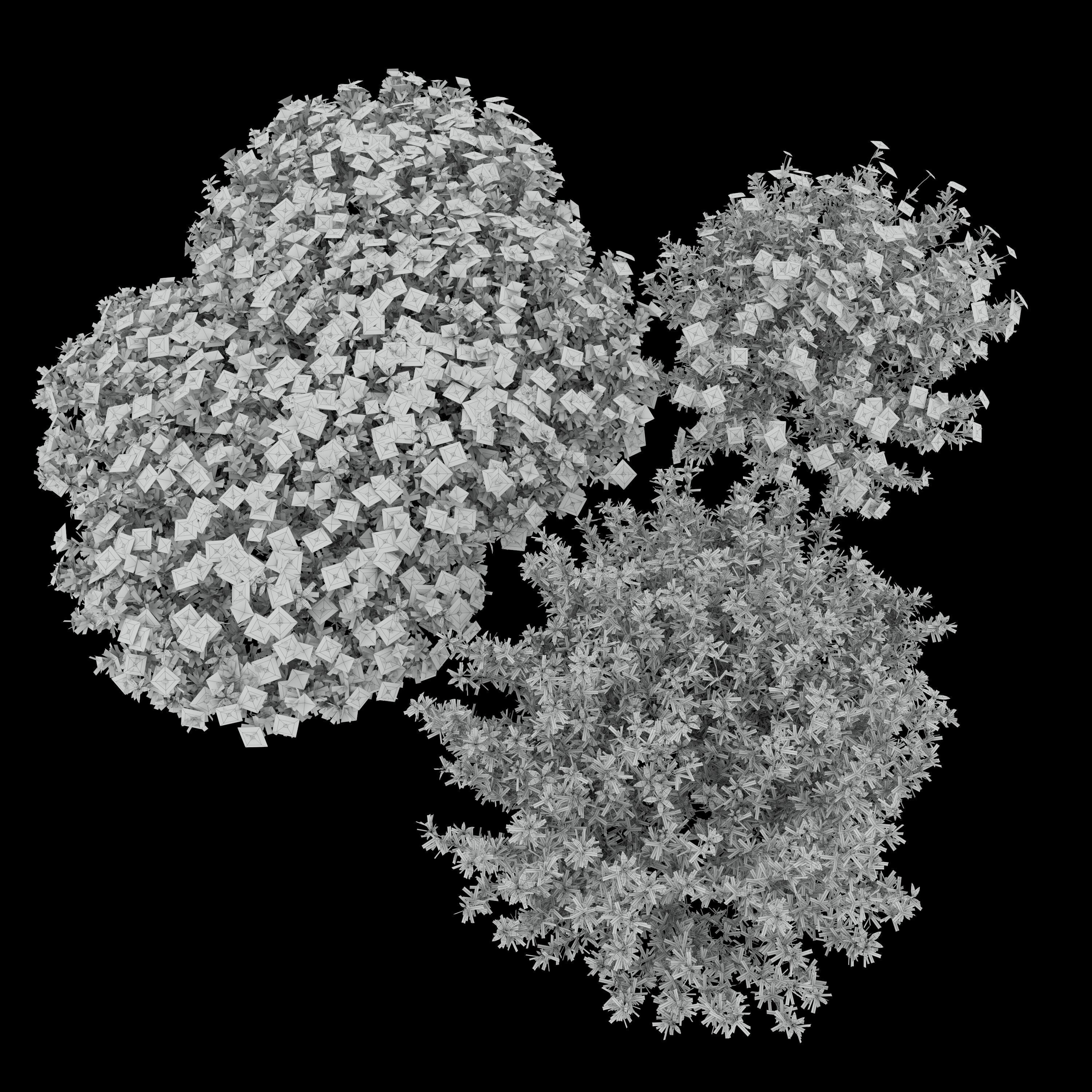 cerastium tomentosum 3D model_6