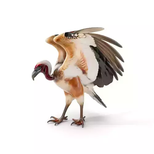 Detailed Vulture Bird D Model Pack for Simulation and Rendering Low-poly 3D model