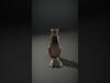 Realistic Squirrel Character Model Pack Low-poly 3D model_2