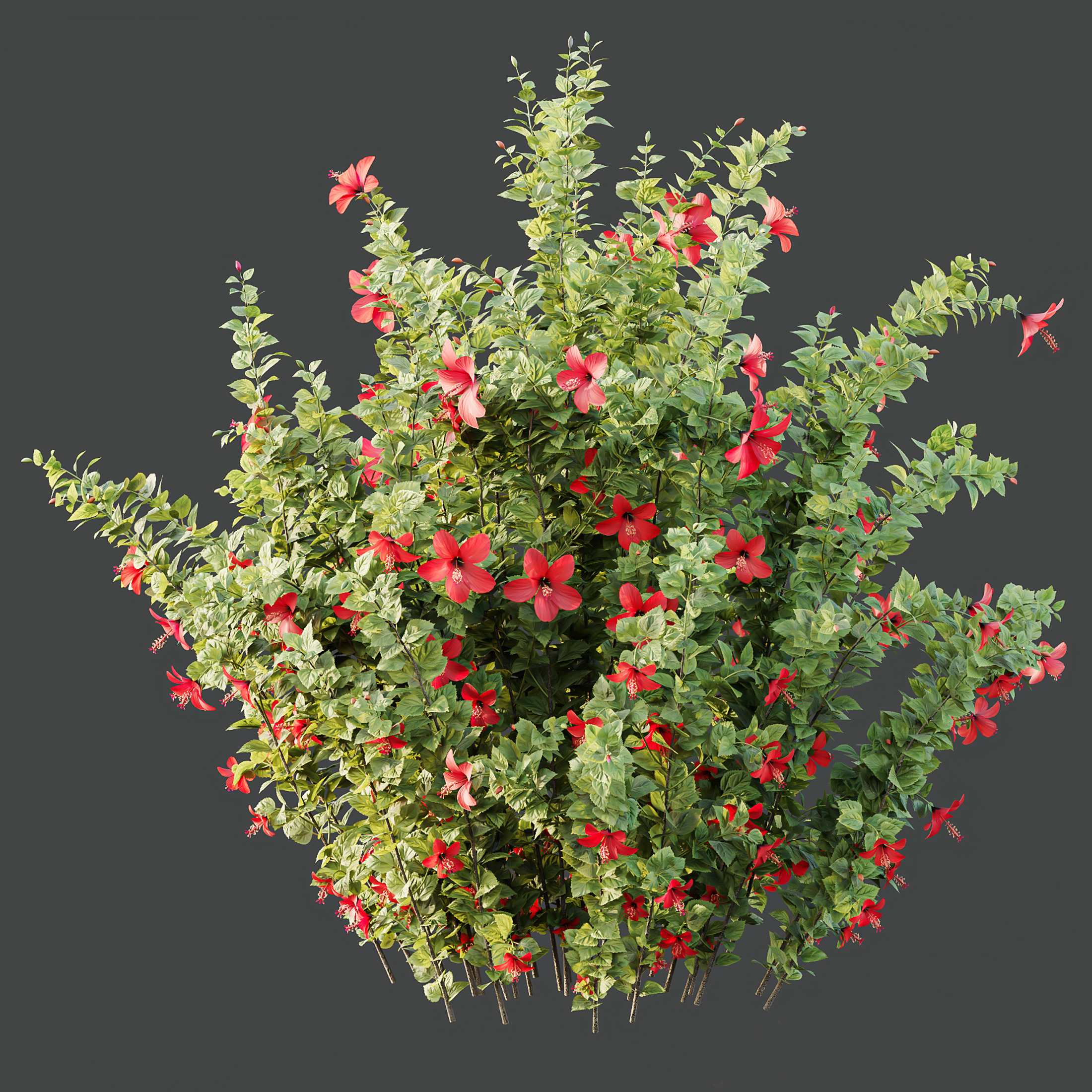 AV Spring bushes Rosa Sinensis Red Abelia Radiance 3D model_9