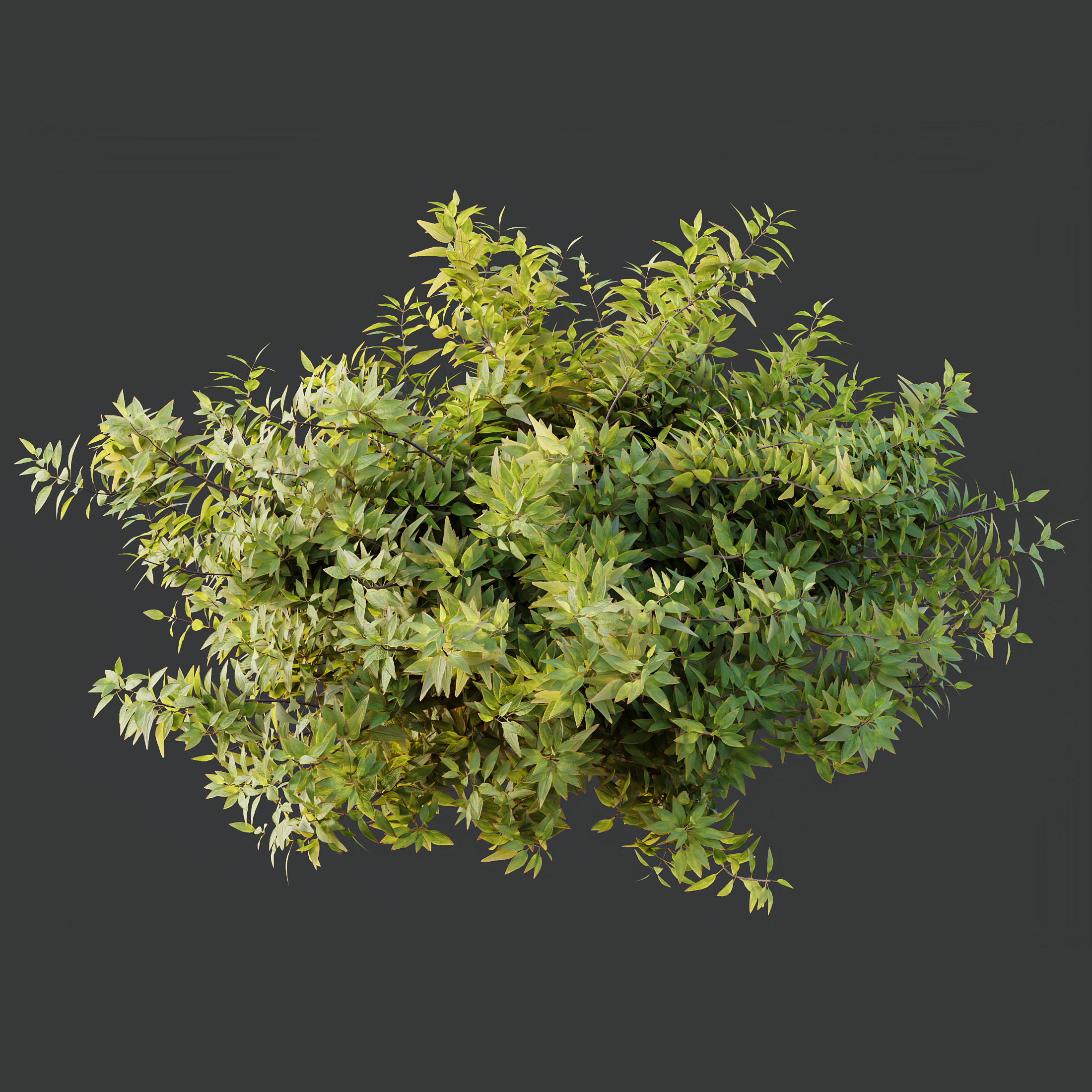 AV Spring bushes Rosa Sinensis Red Abelia Radiance 3D model_5