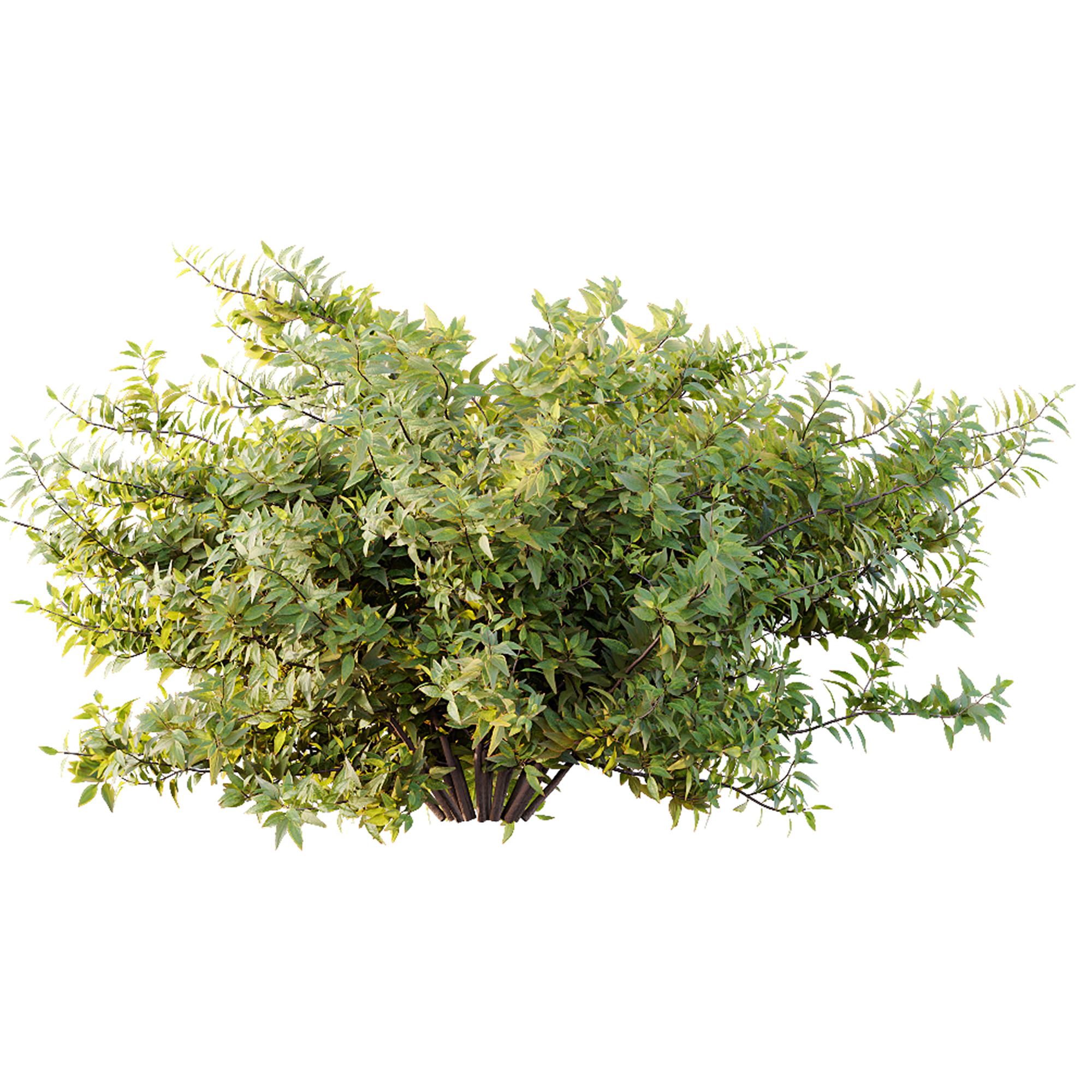 AV Spring bushes Rosa Sinensis Red Abelia Radiance 3D model_10