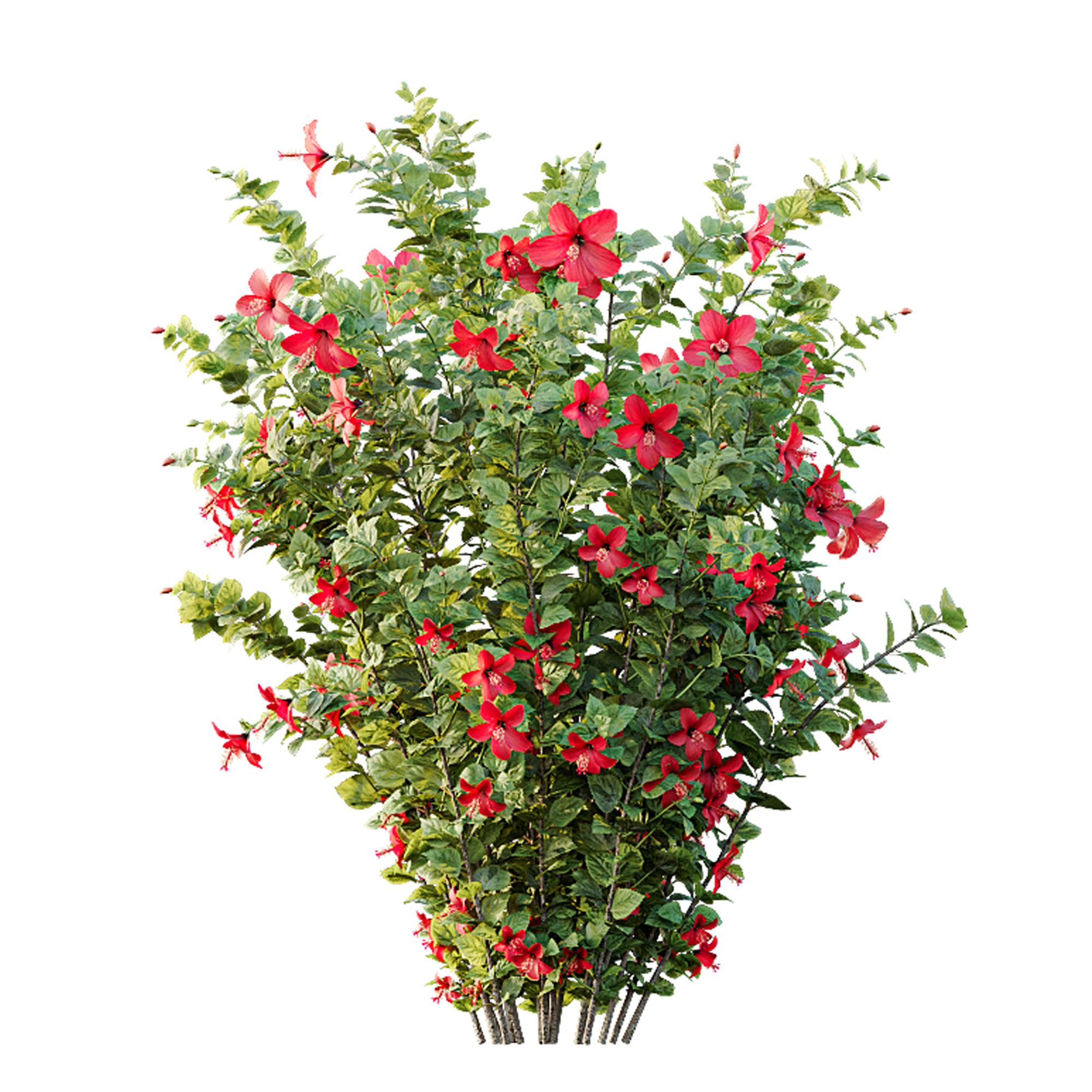 AV Spring bushes Rosa Sinensis Red Abelia Radiance 3D model_4