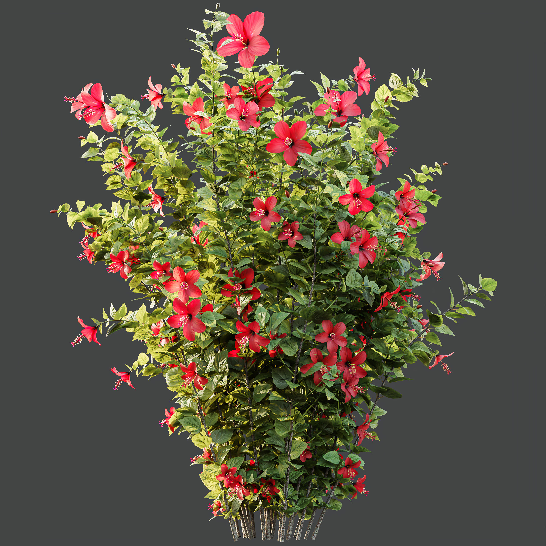 AV Spring bushes Rosa Sinensis Red Abelia Radiance 3D model_11