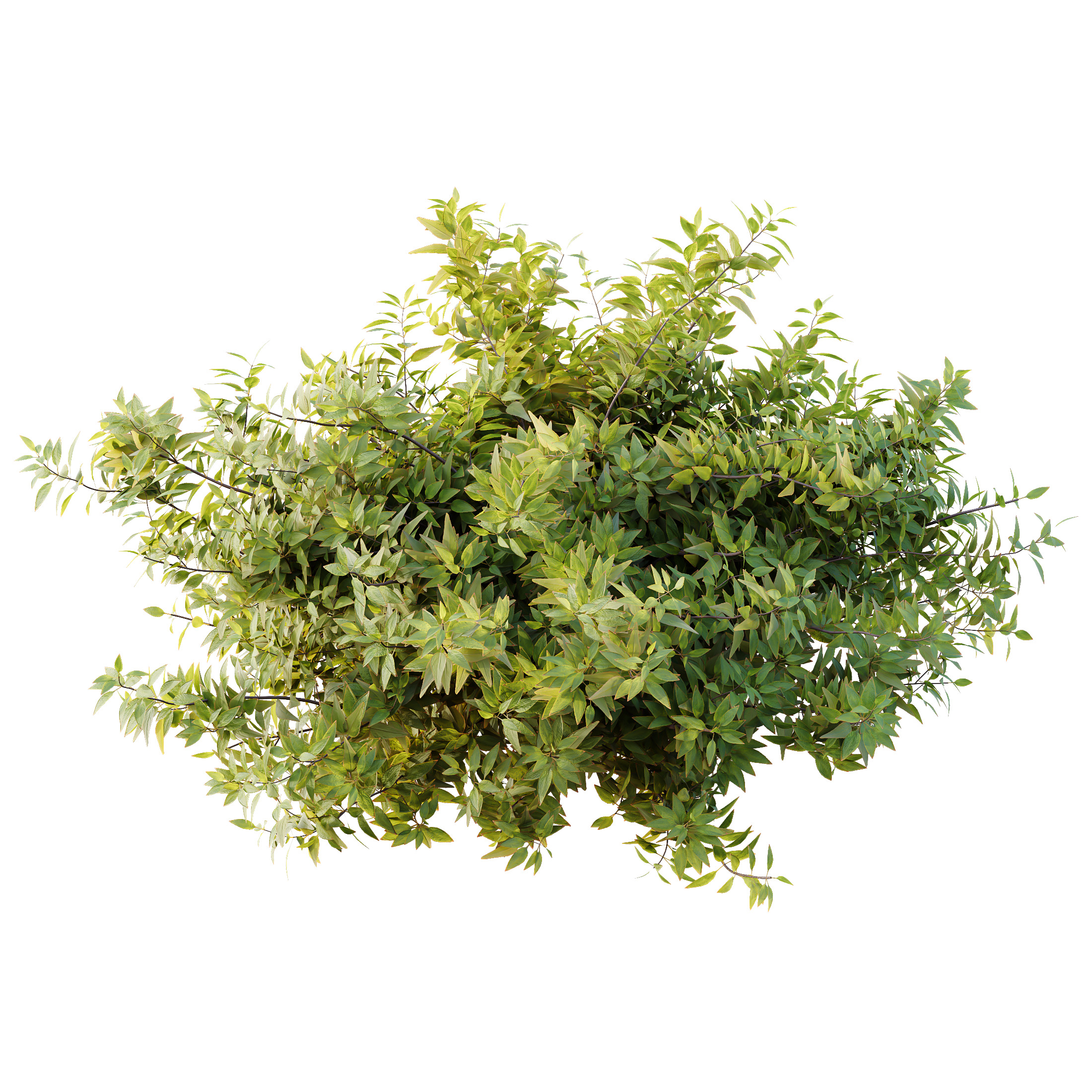AV Spring bushes Rosa Sinensis Red Abelia Radiance 3D model_6