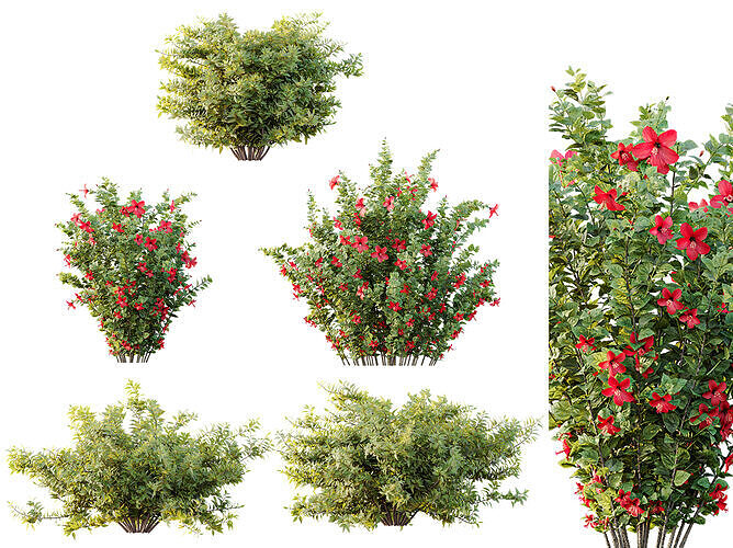 AV Spring bushes Rosa Sinensis Red Abelia Radiance 3D model