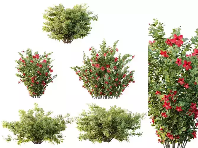 AV Spring bushes Rosa Sinensis Red Abelia Radiance 3D model