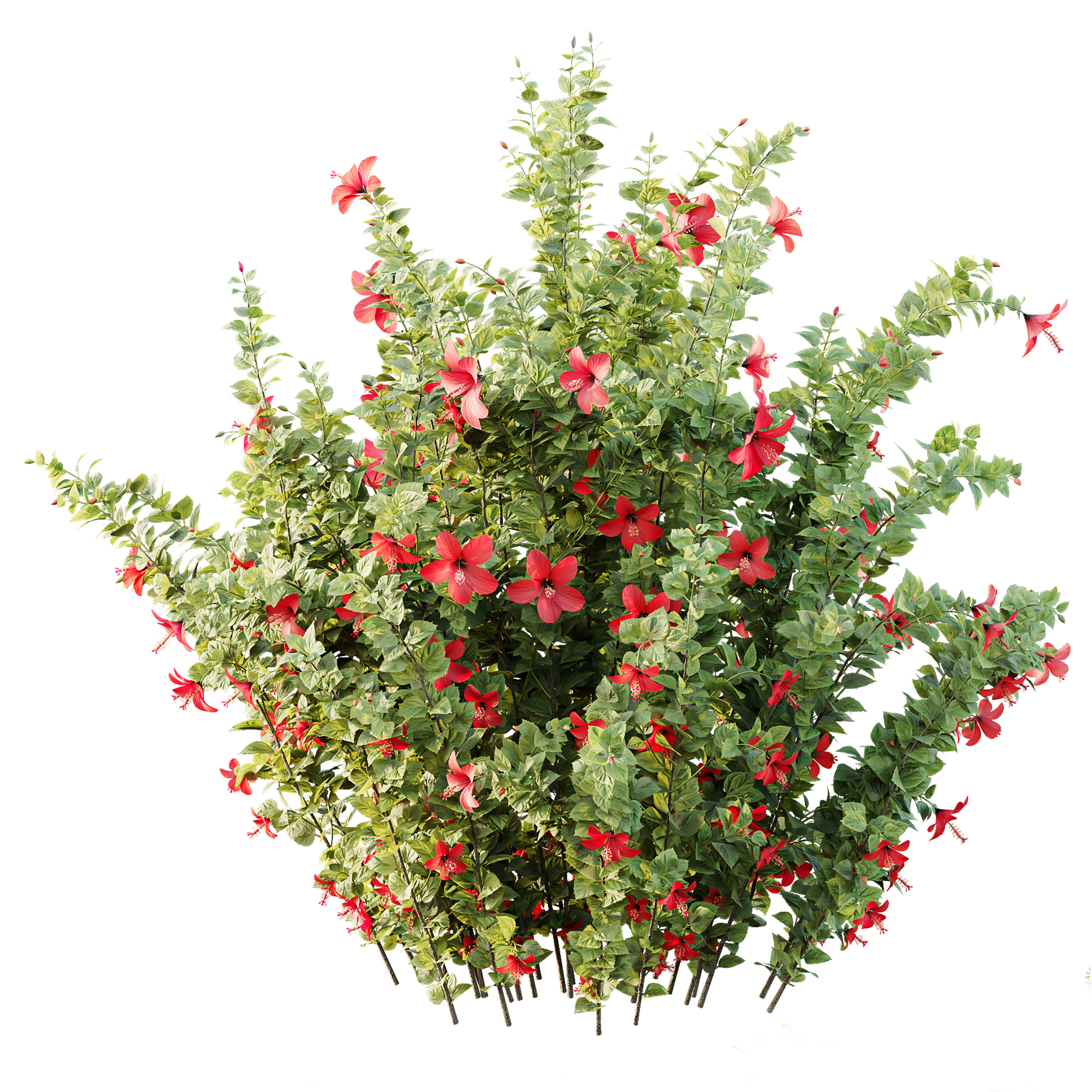 AV Spring bushes Rosa Sinensis Red Abelia Radiance 3D model_7