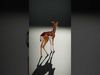 Gazelle Model Pack for Realistic Wildlife Scenes Low-poly 3D model_2