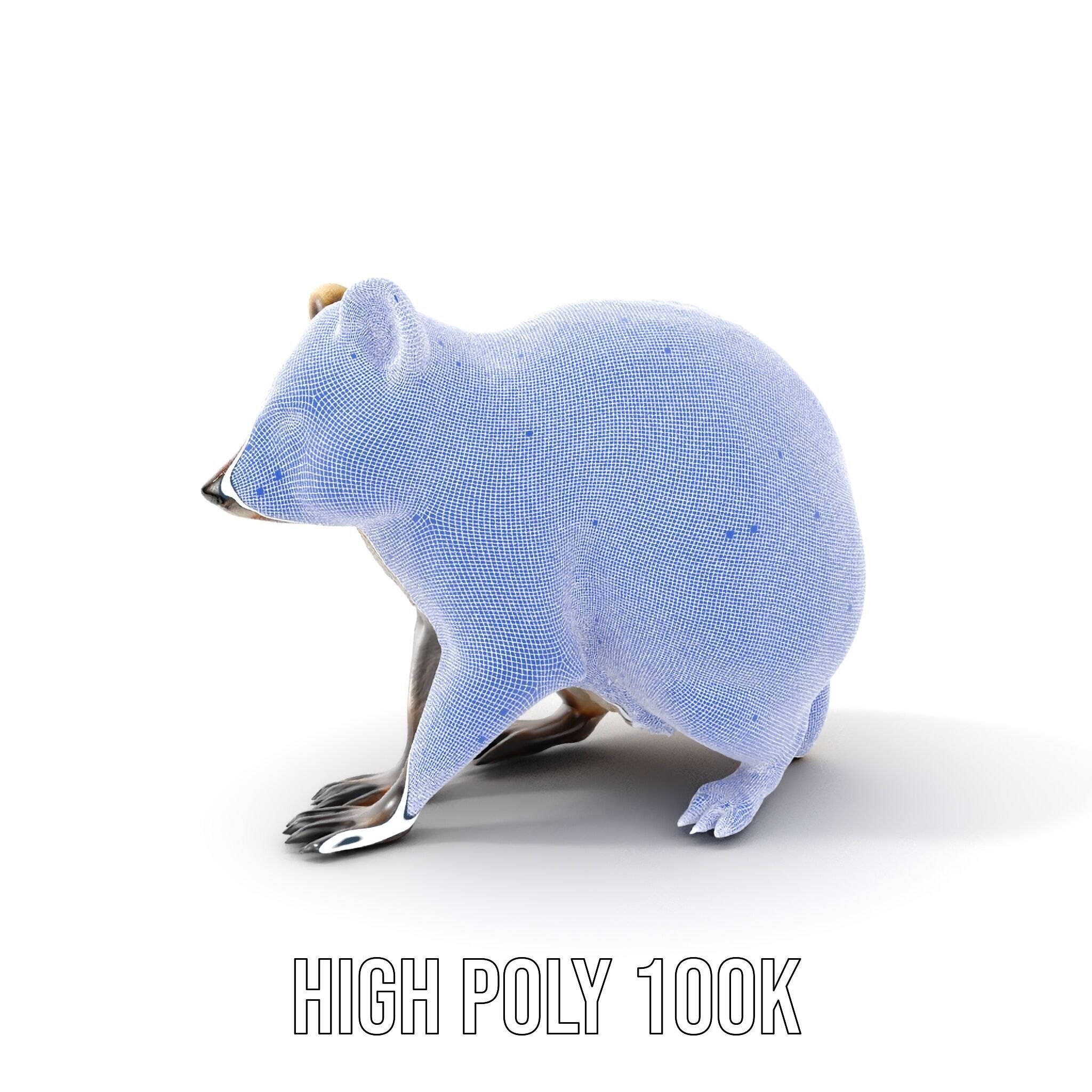 Realistic Raccoon Model Pack Low-poly 3D model_5