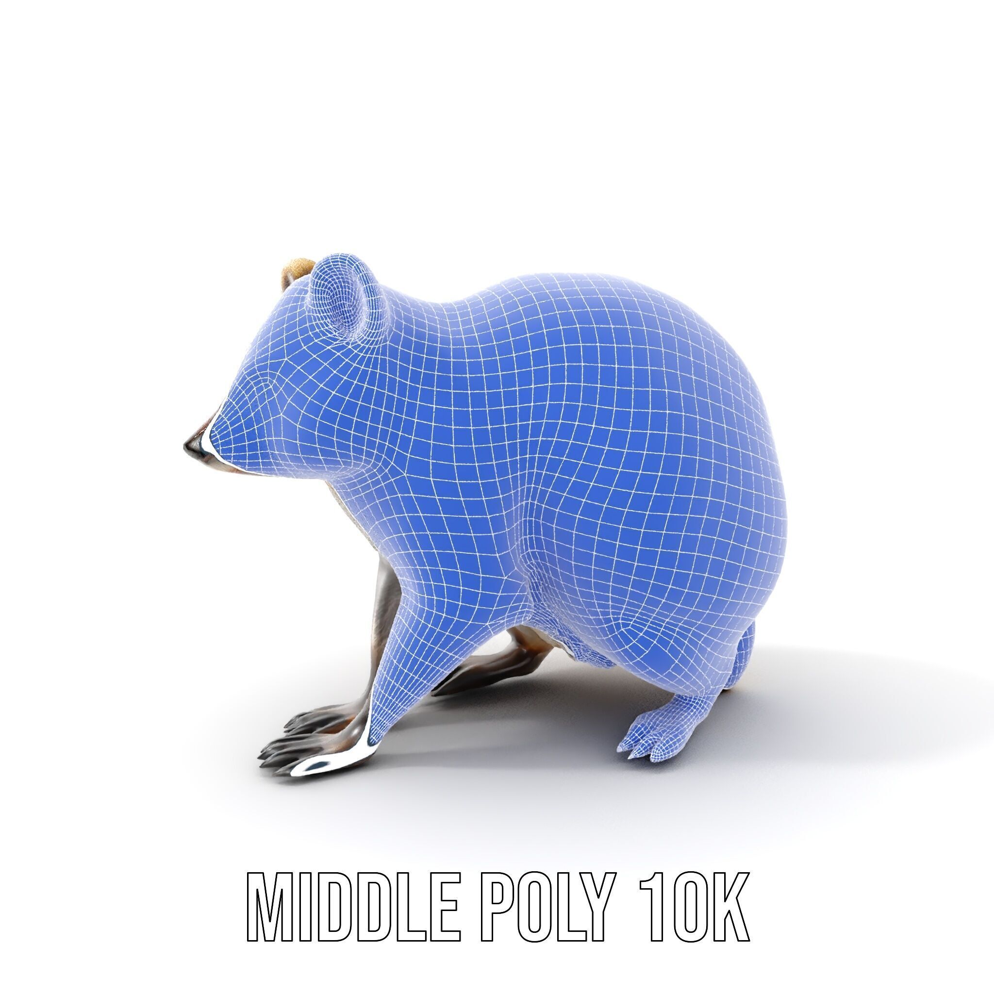 Realistic Raccoon Model Pack Low-poly 3D model_31