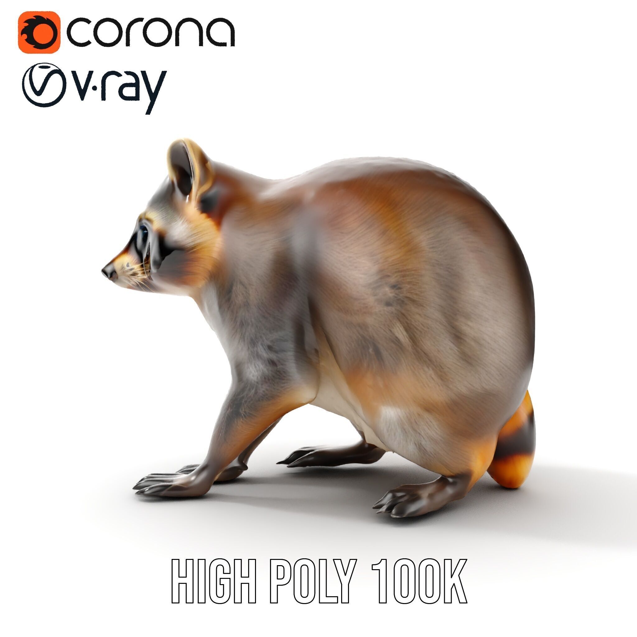 Realistic Raccoon Model Pack Low-poly 3D model_36