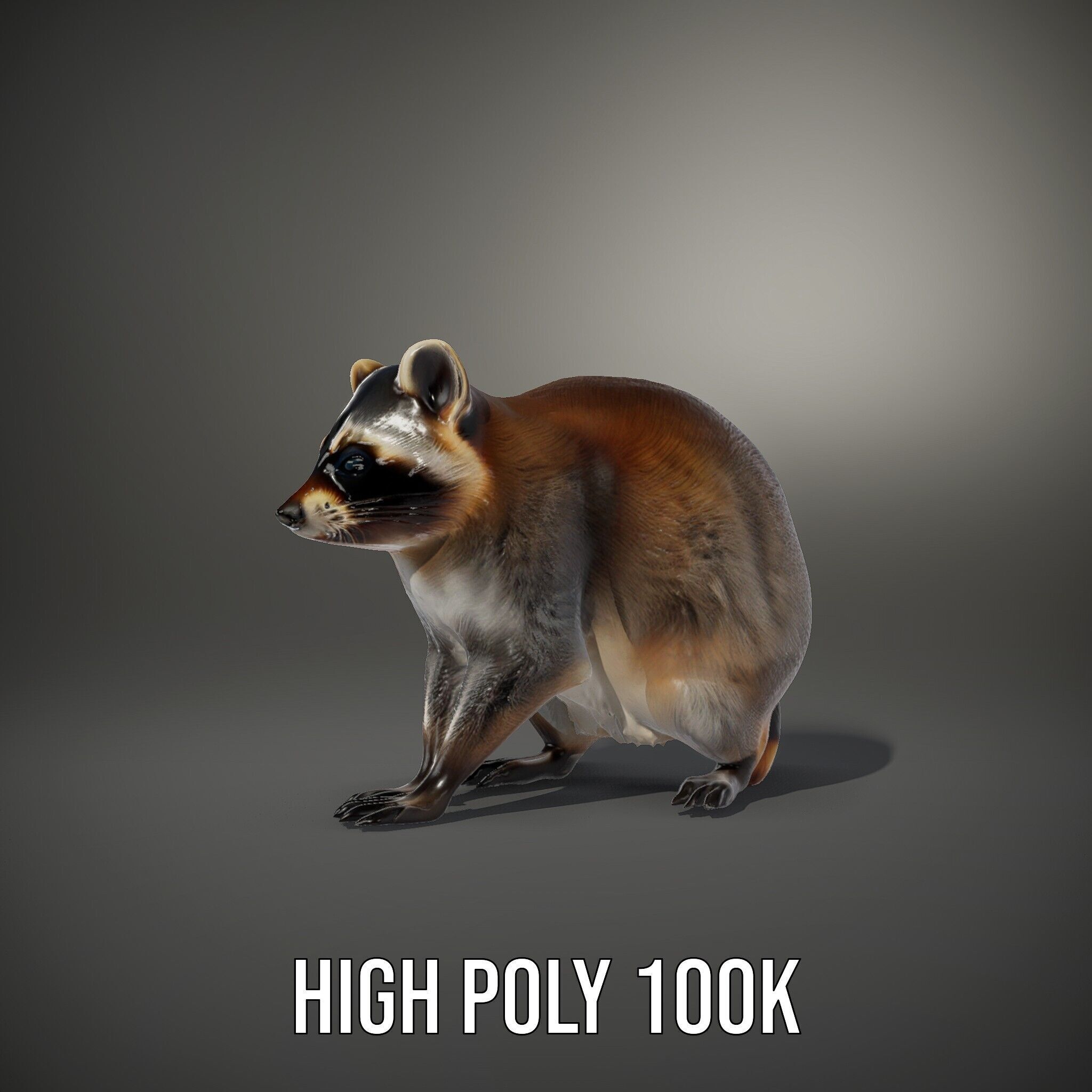 Realistic Raccoon Model Pack Low-poly 3D model_12