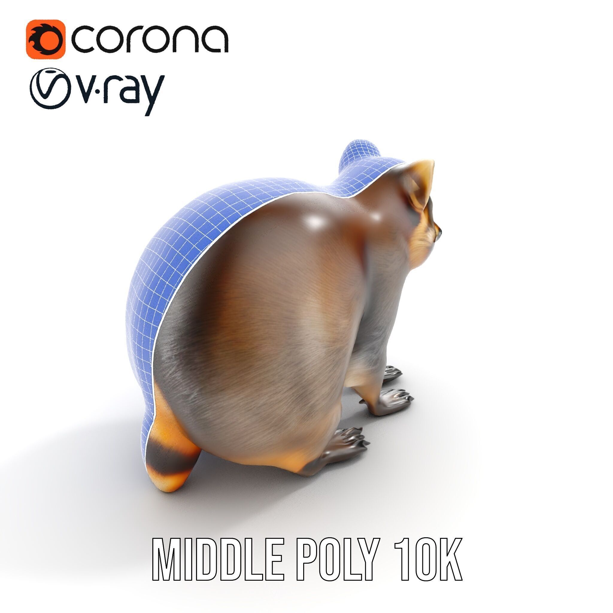 Realistic Raccoon Model Pack Low-poly 3D model_18