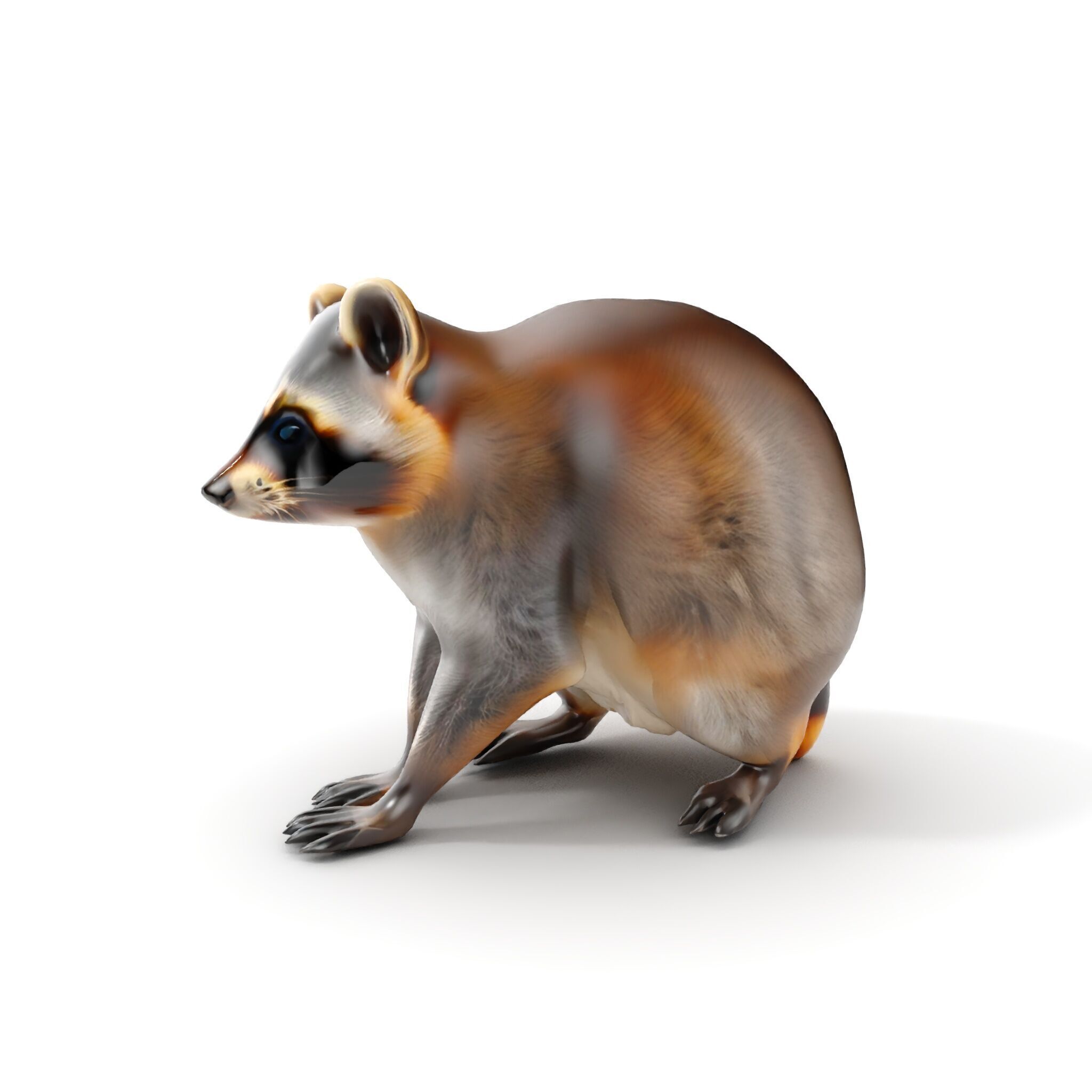 Realistic Raccoon Model Pack Low-poly 3D model_7